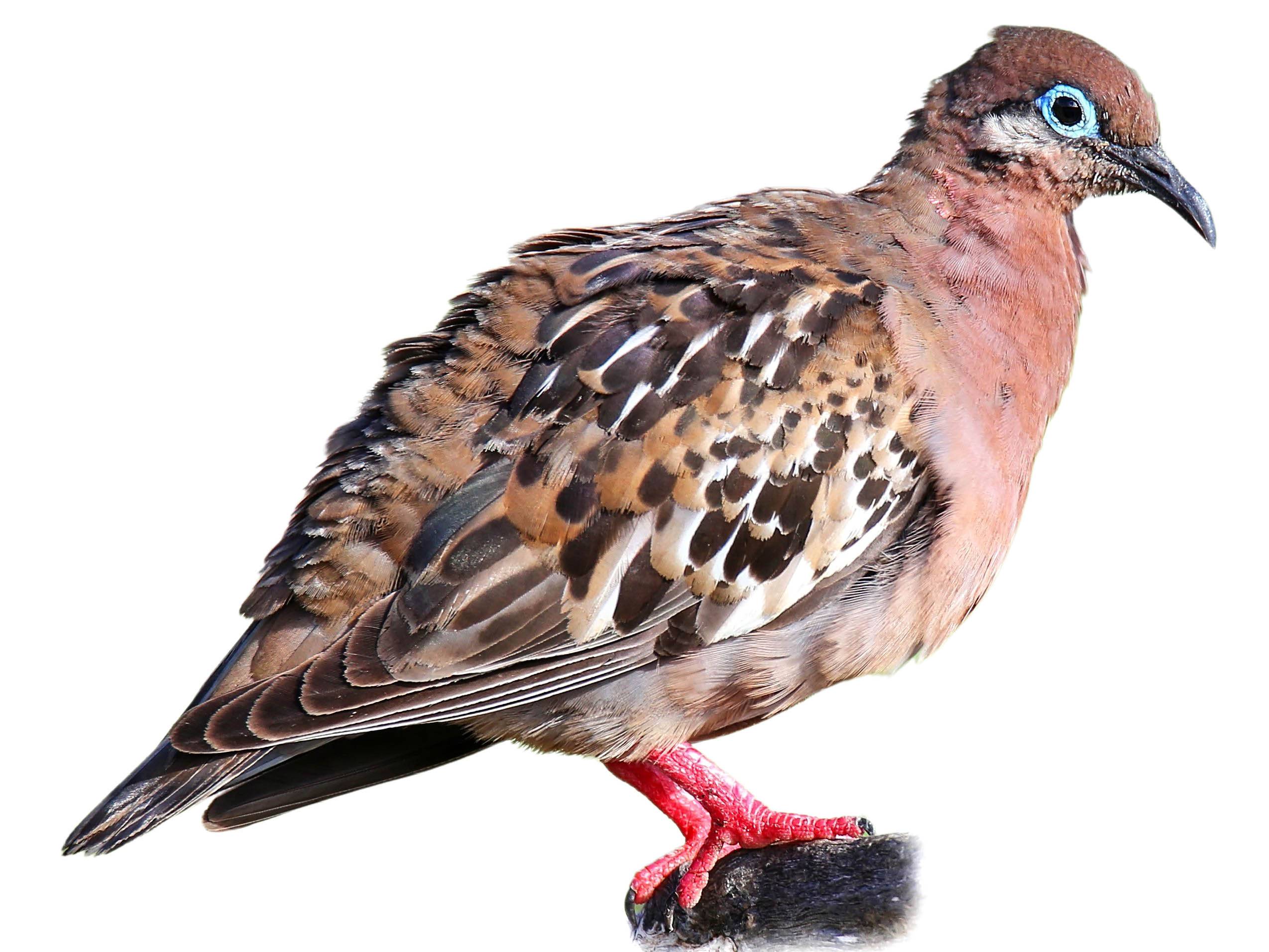 A photo of a Galapagos Dove (Zenaida galapagoensis)