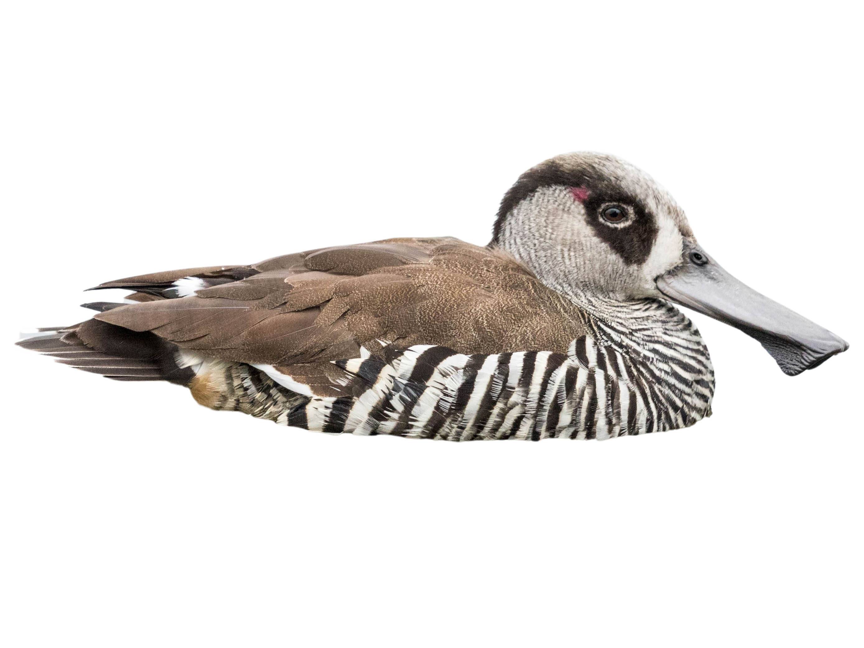 A photo of a Pink-eared Duck (Malacorhynchus membranaceus)