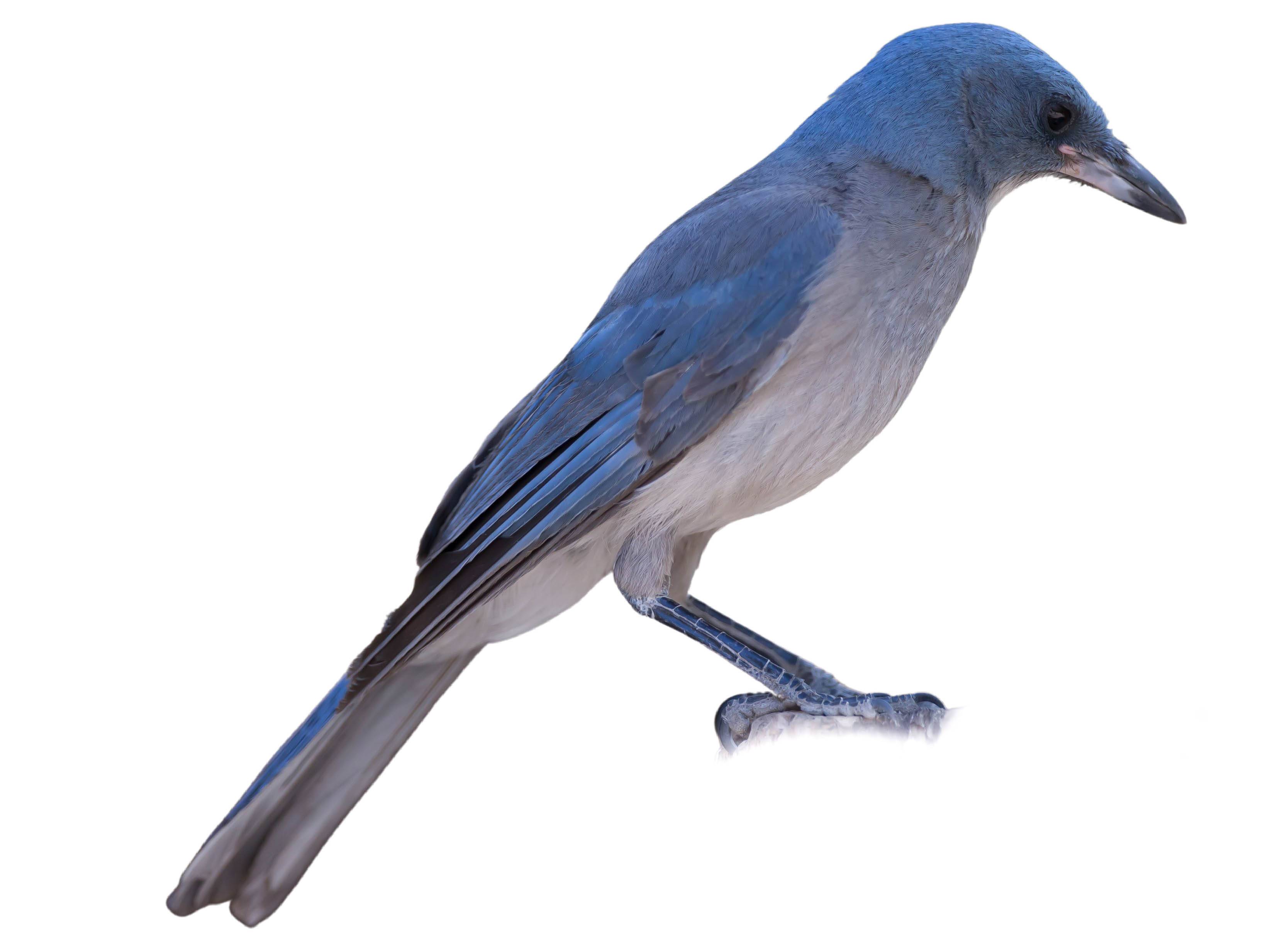 A photo of a Mexican Jay (Aphelocoma wollweberi)