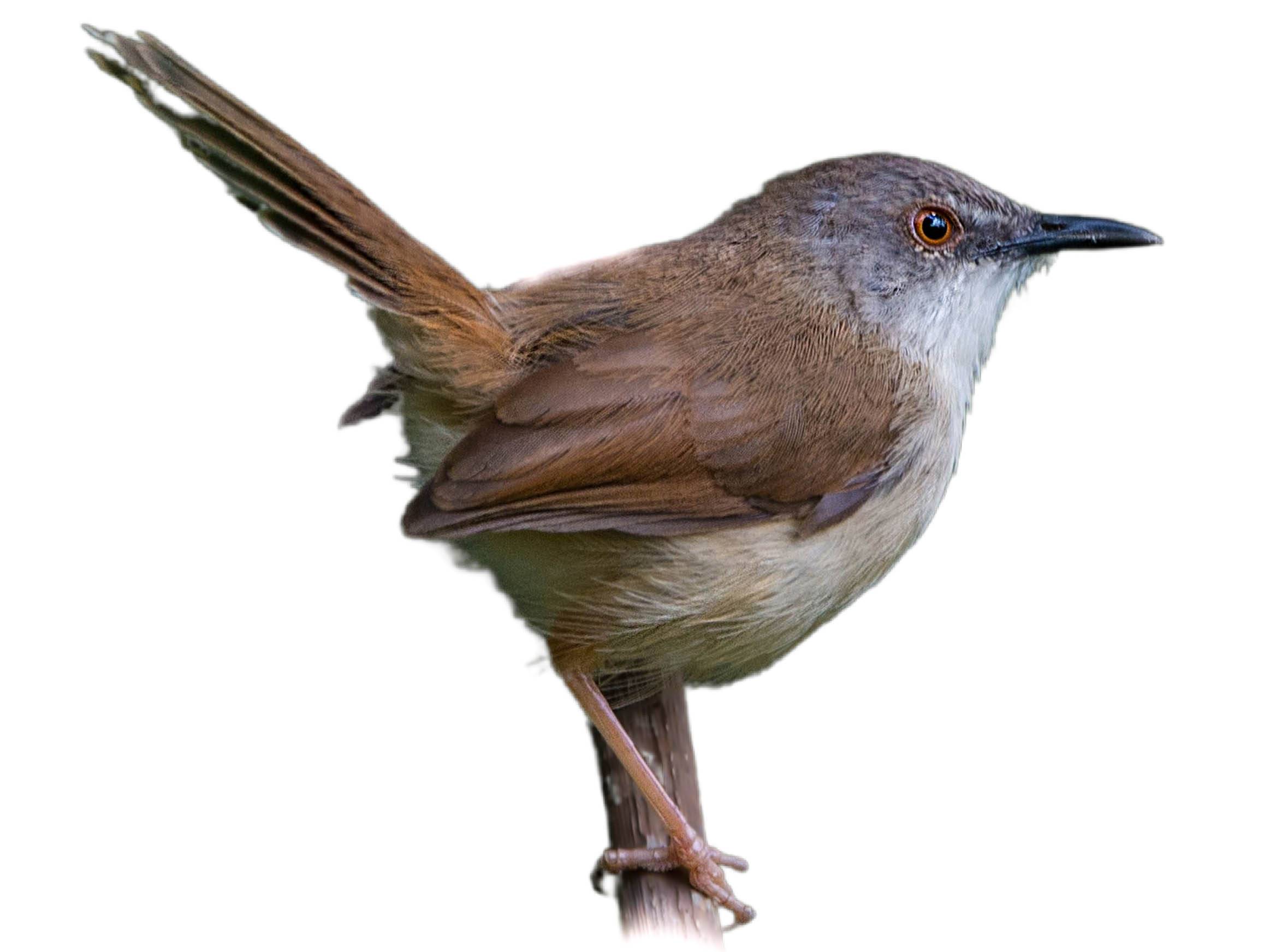 A photo of a Grey-breasted Prinia (Prinia hodgsonii)