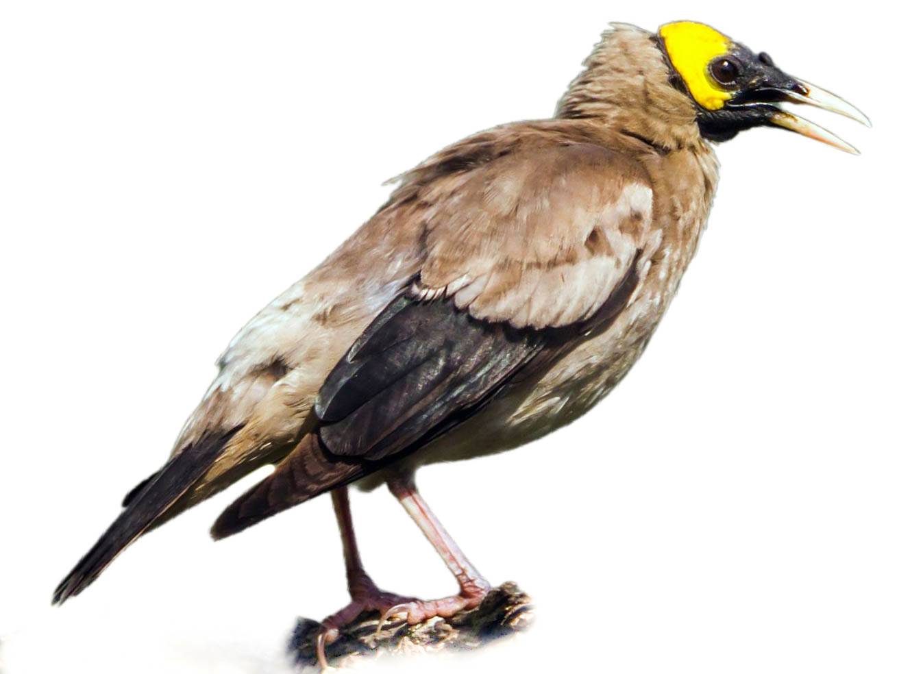 A photo of a Wattled Starling (Creatophora cinerea)