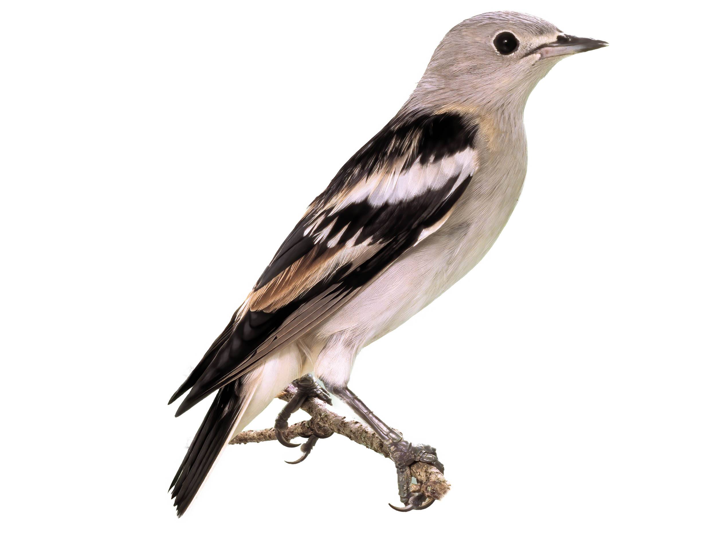 Daurian Starling (Agropsar sturninus) identification - Birda