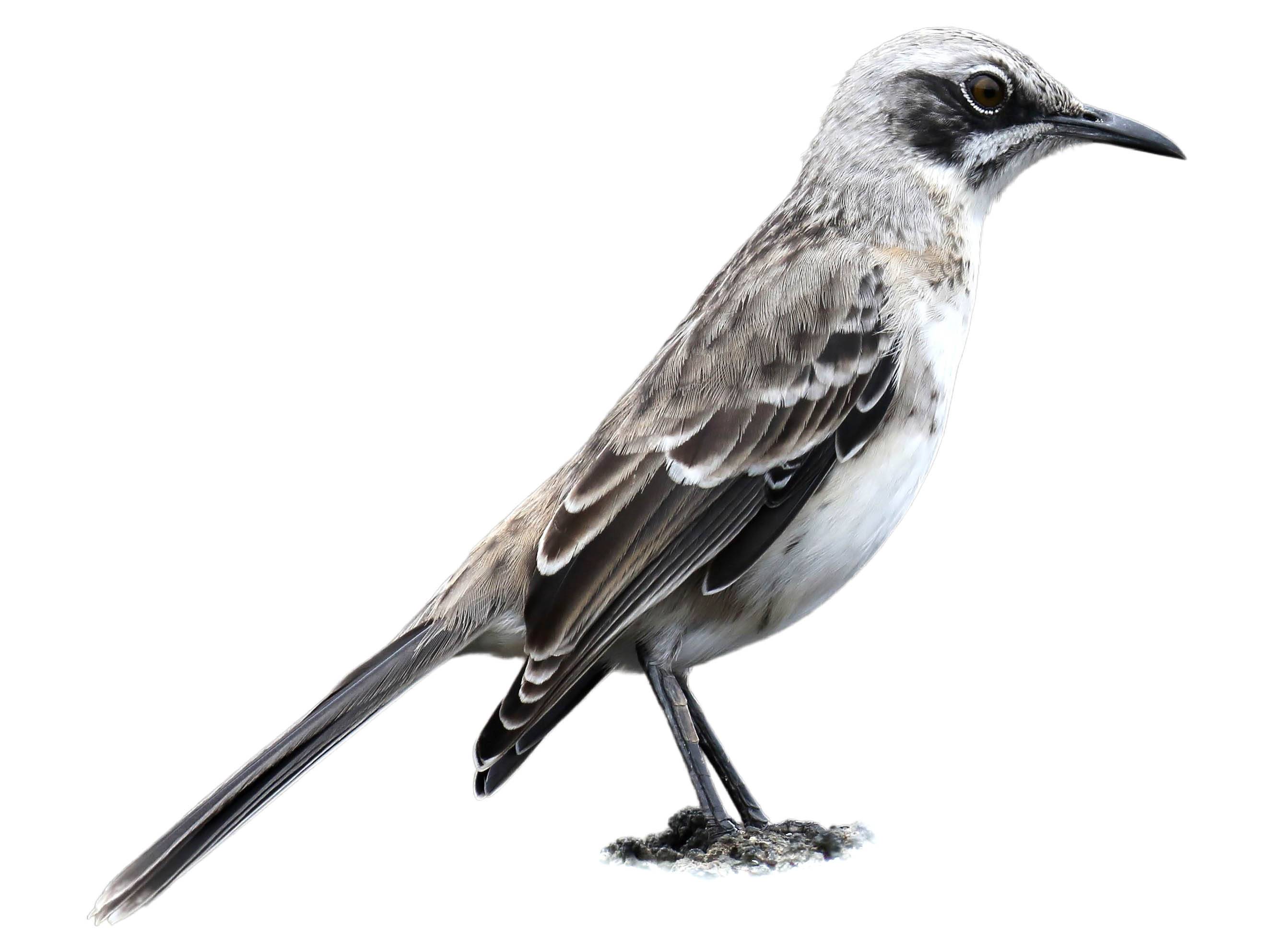 A photo of a San Cristobal Mockingbird (Mimus melanotis)