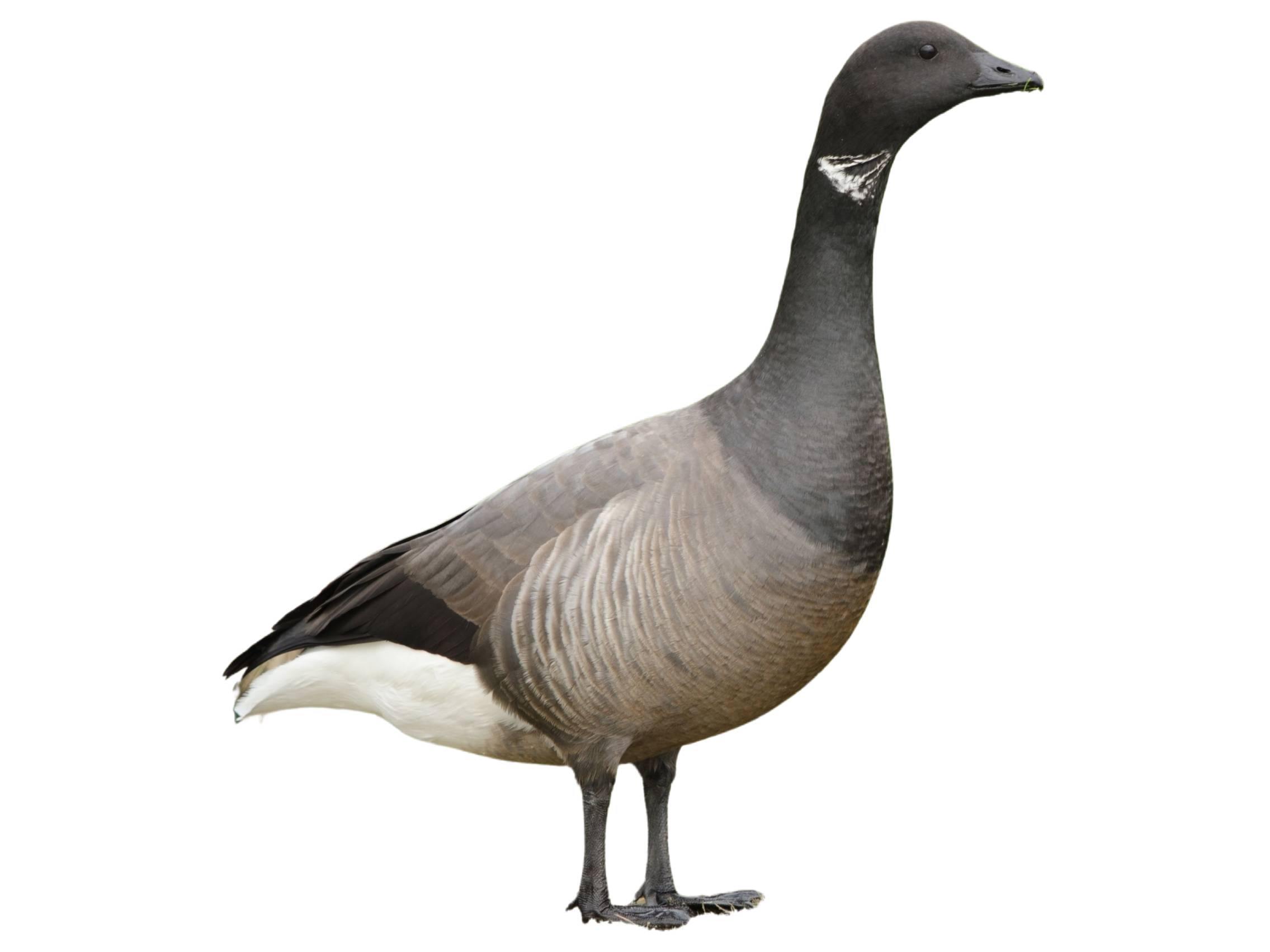 A photo of a Brant Goose (Branta bernicla)