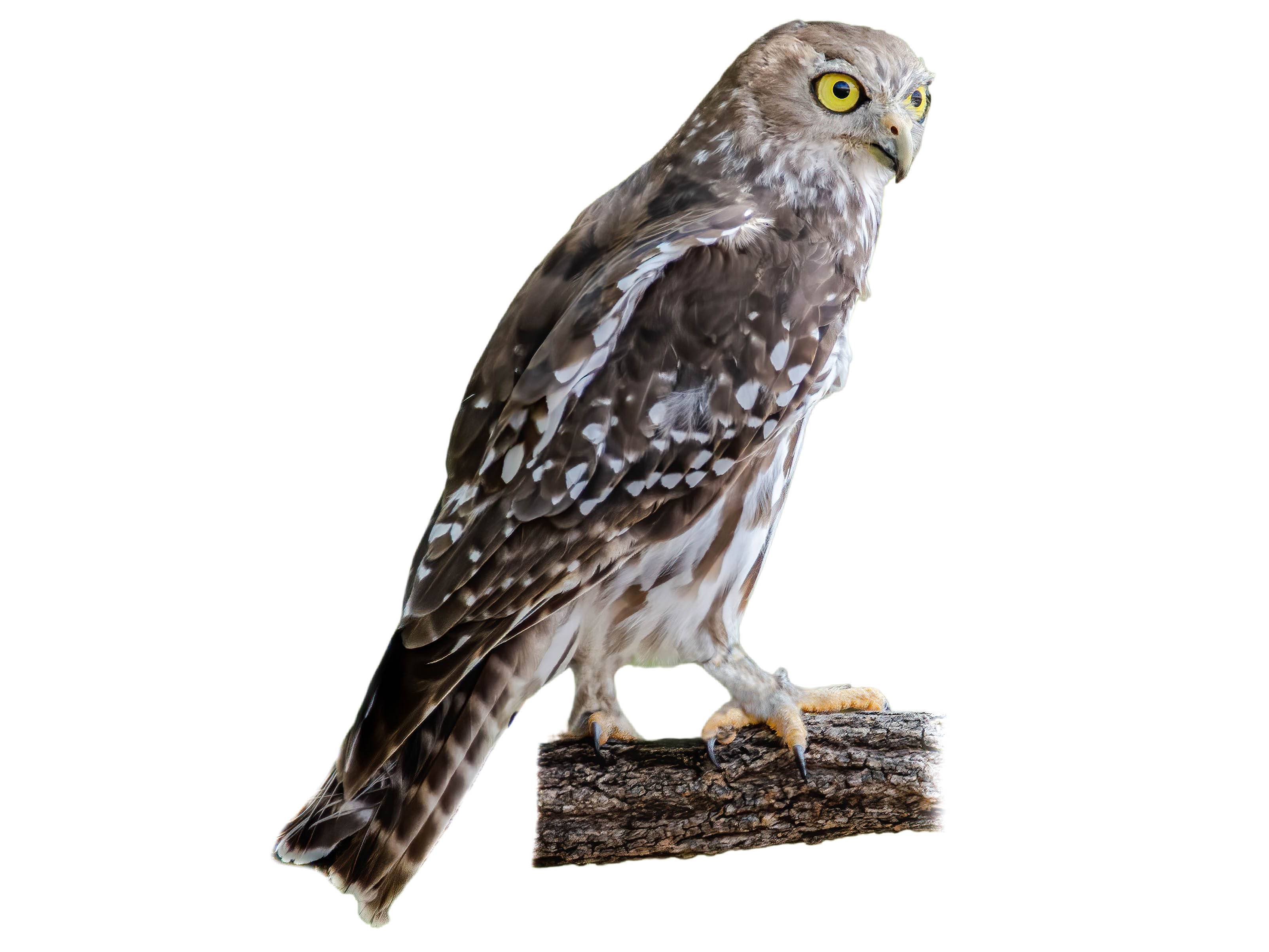 A photo of a Barking Owl (Ninox connivens)