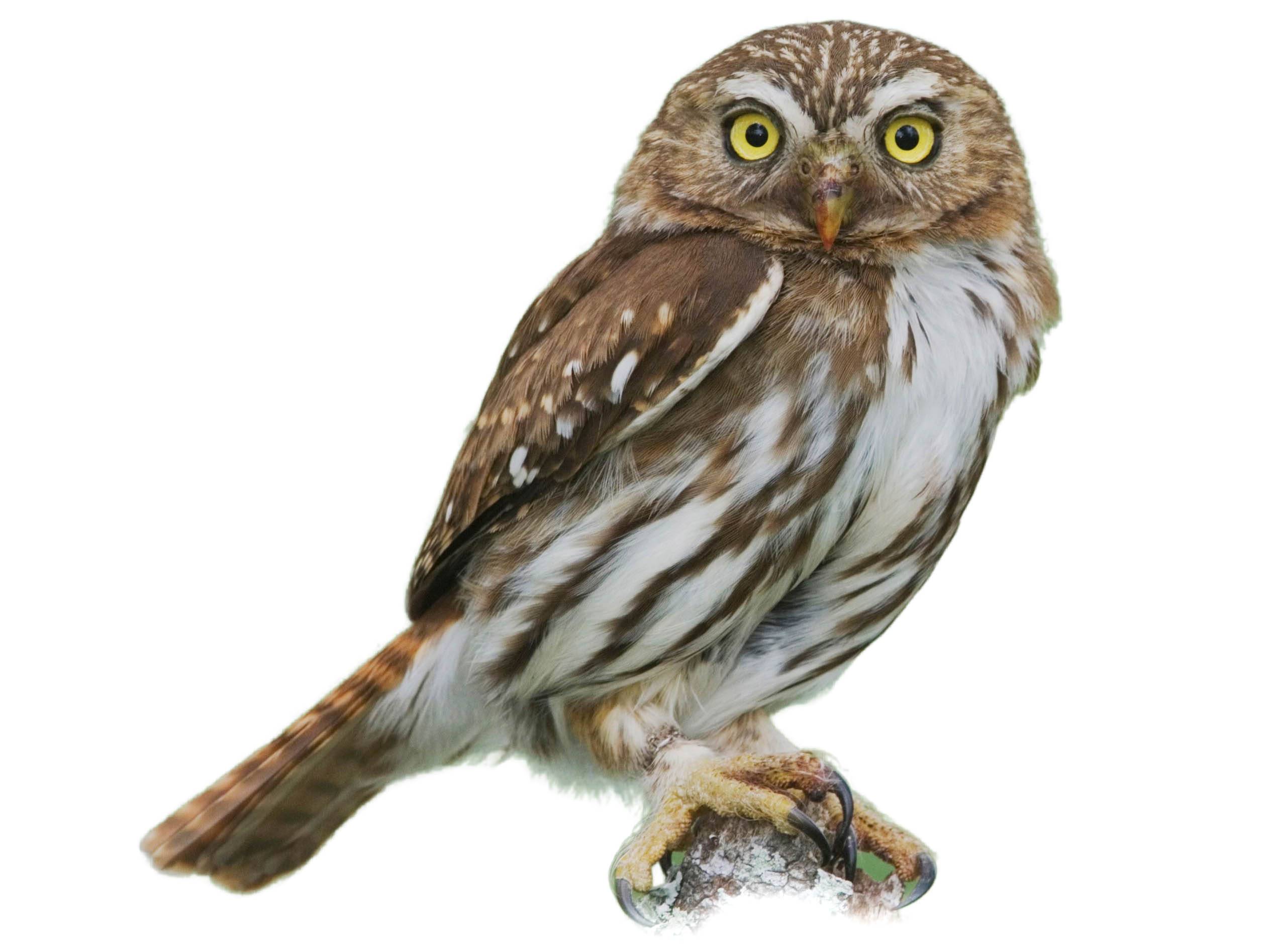 A photo of a Ferruginous Pygmy Owl (Glaucidium brasilianum)