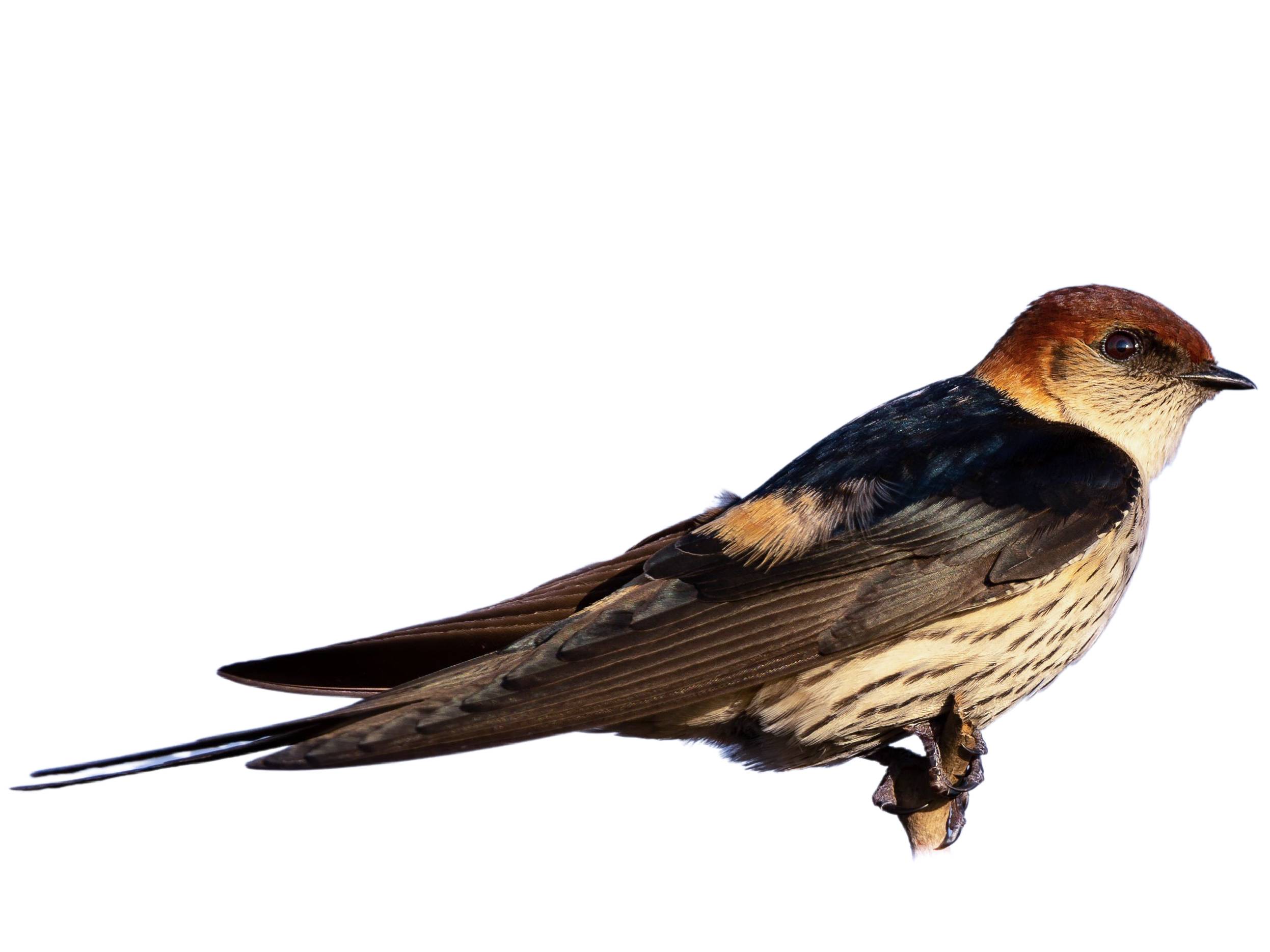 A photo of a Greater Striped Swallow (Cecropis cucullata)