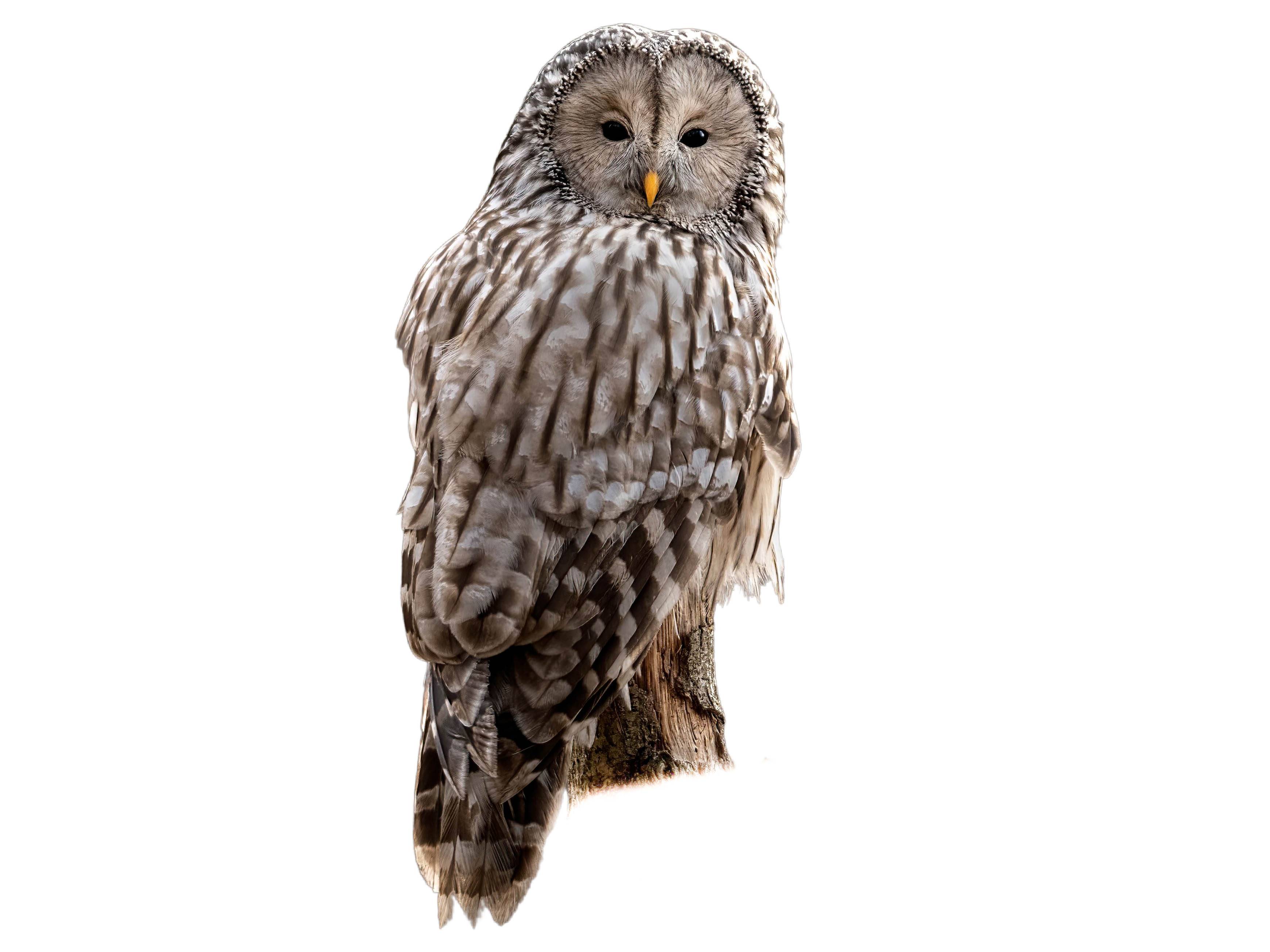 A photo of a Ural Owl (Strix uralensis)