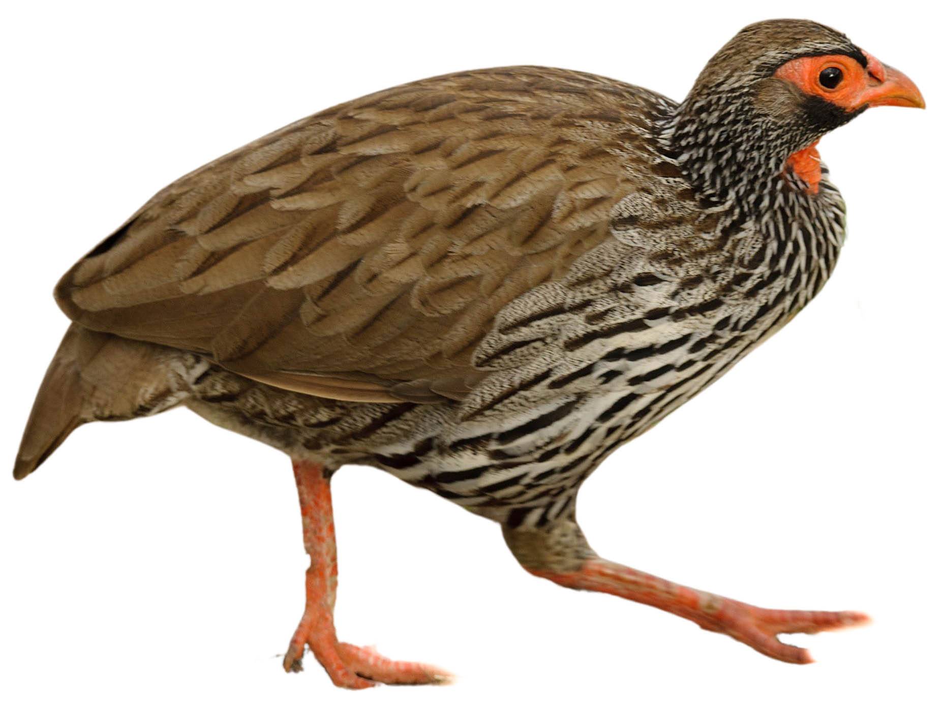 A photo of a Red-necked Spurfowl (Pternistis afer)