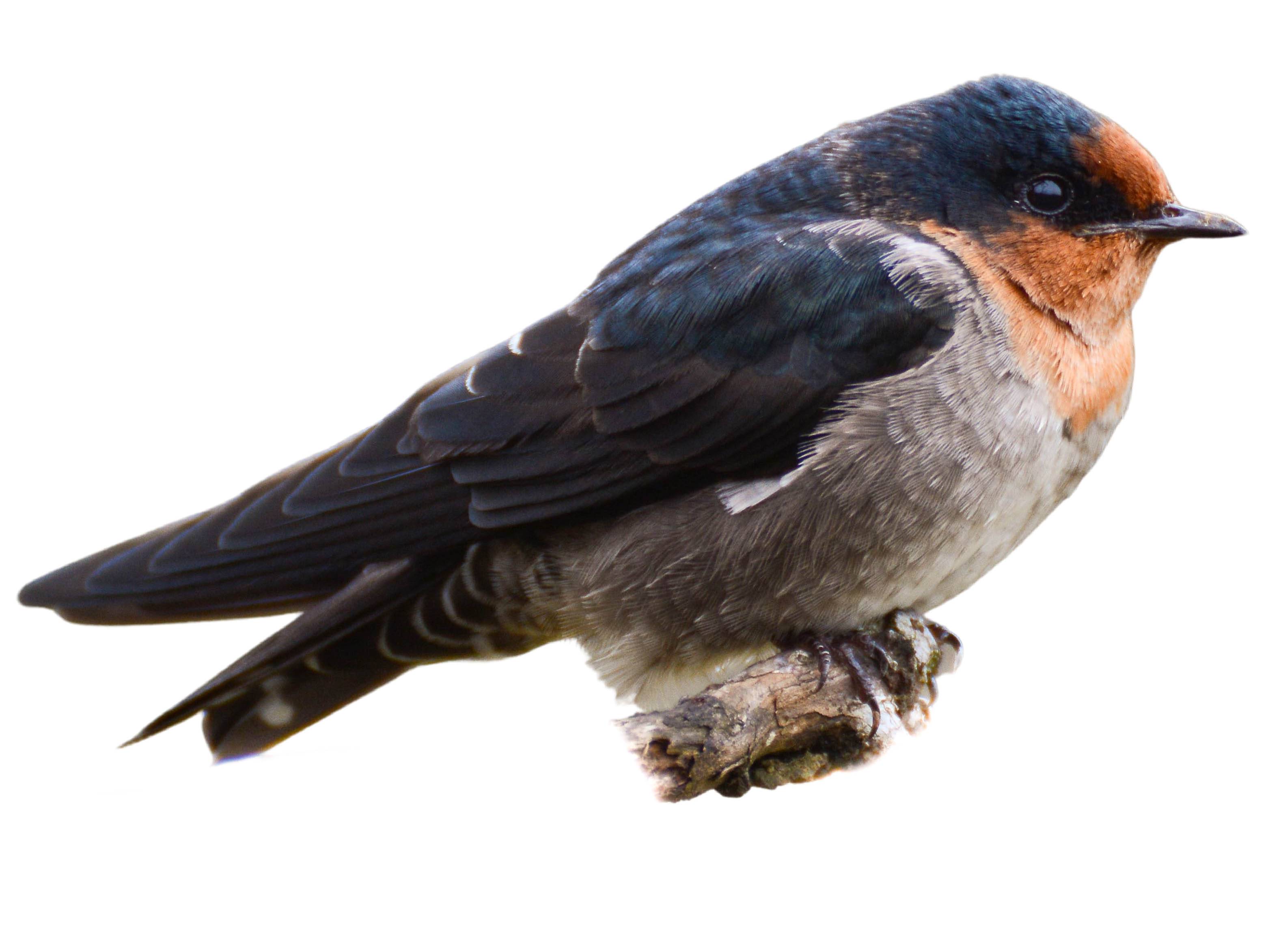 A photo of a Hill Swallow (Hirundo domicola)