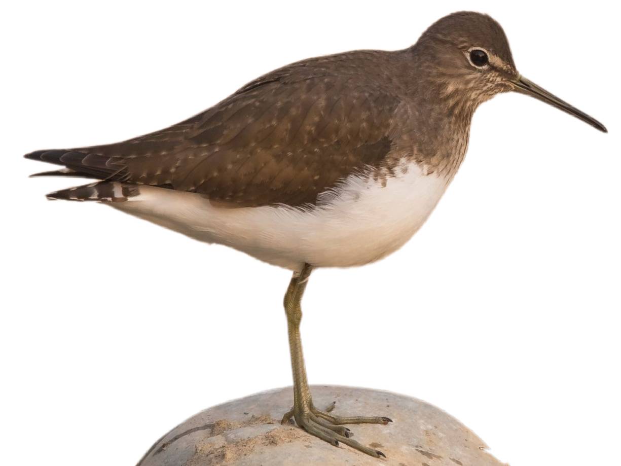 A photo of a Green Sandpiper (Tringa ochropus)