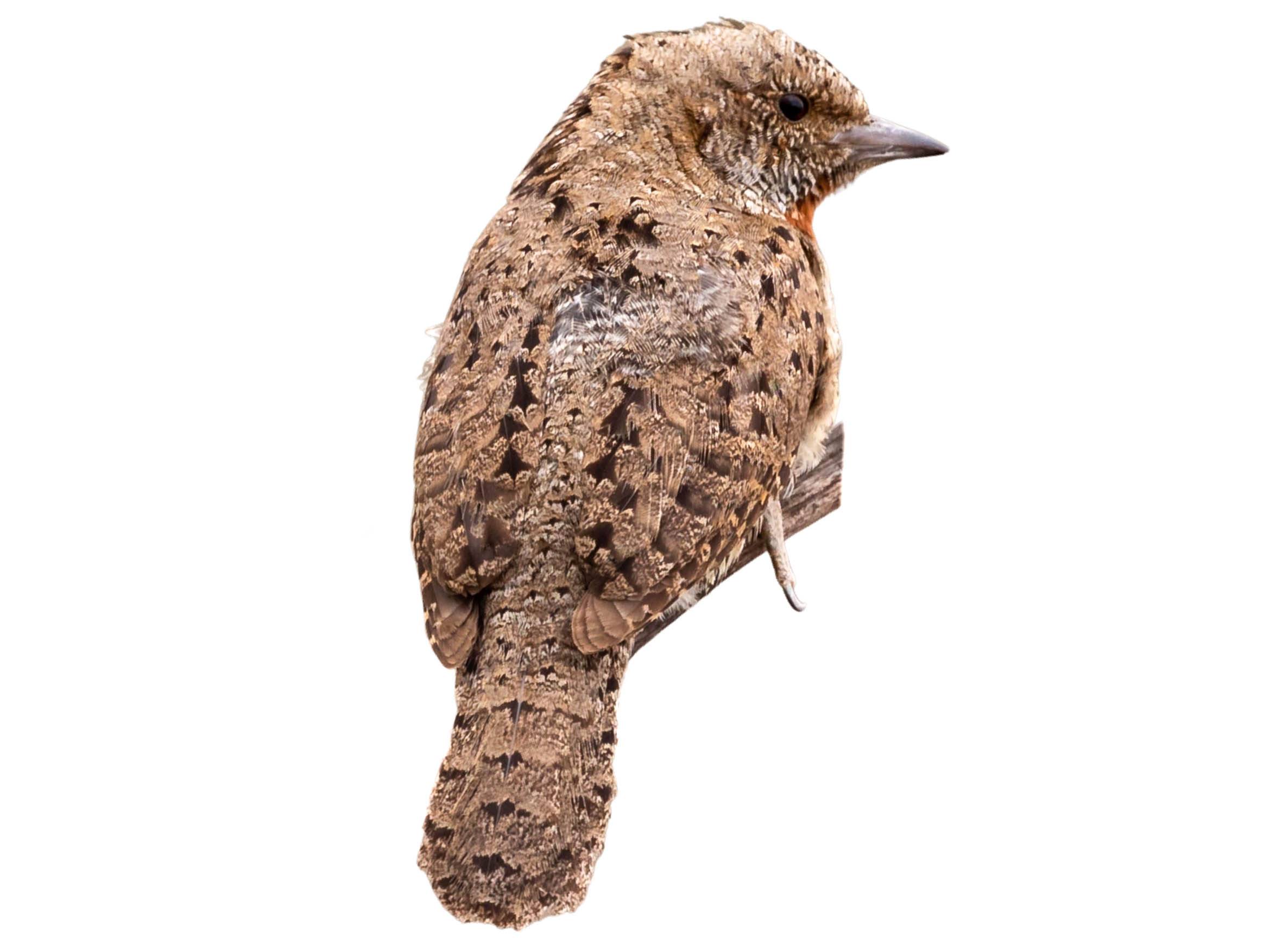 A photo of a Red-throated Wryneck (Jynx ruficollis)