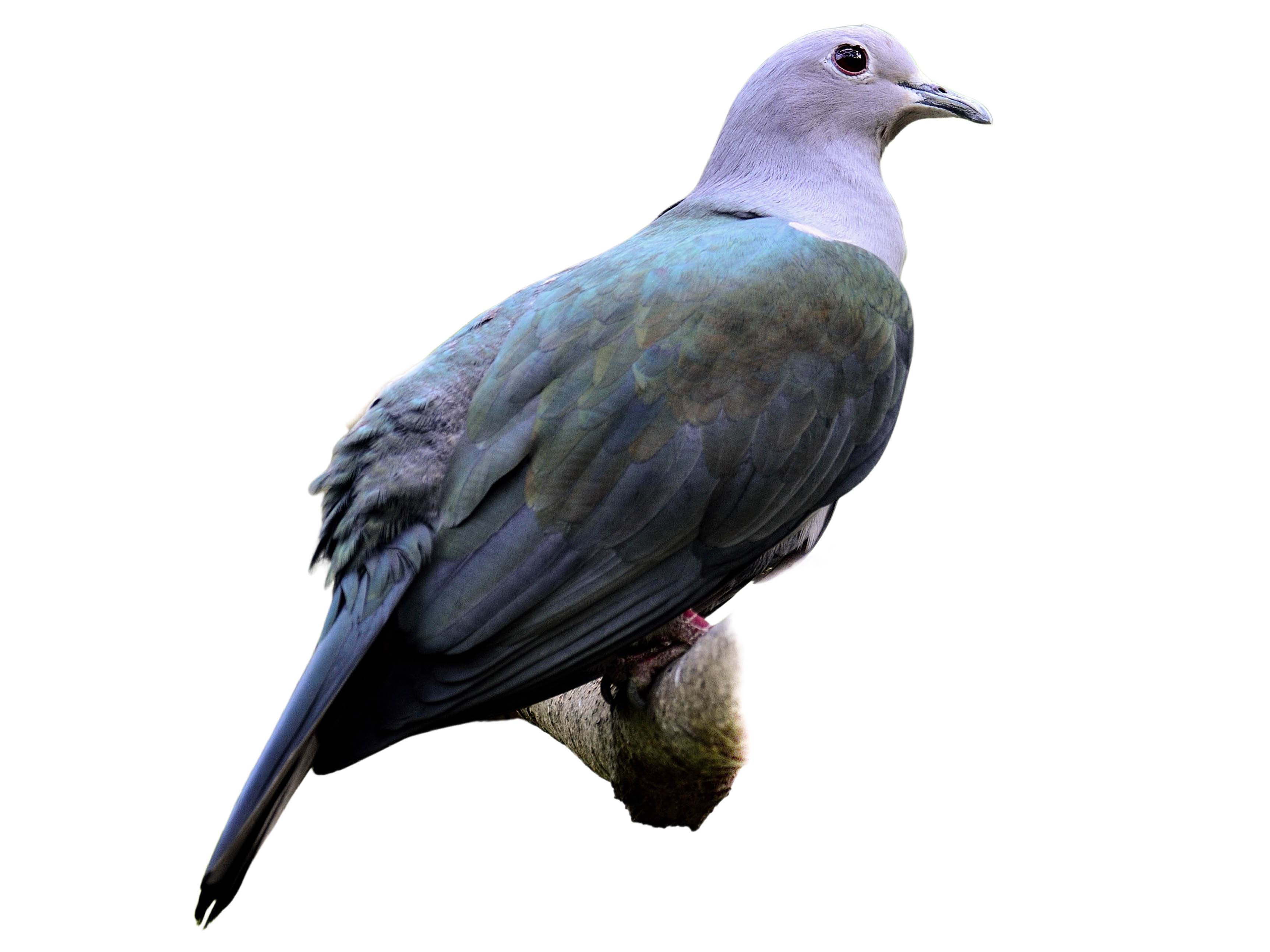 A photo of a Green Imperial Pigeon (Ducula aenea)