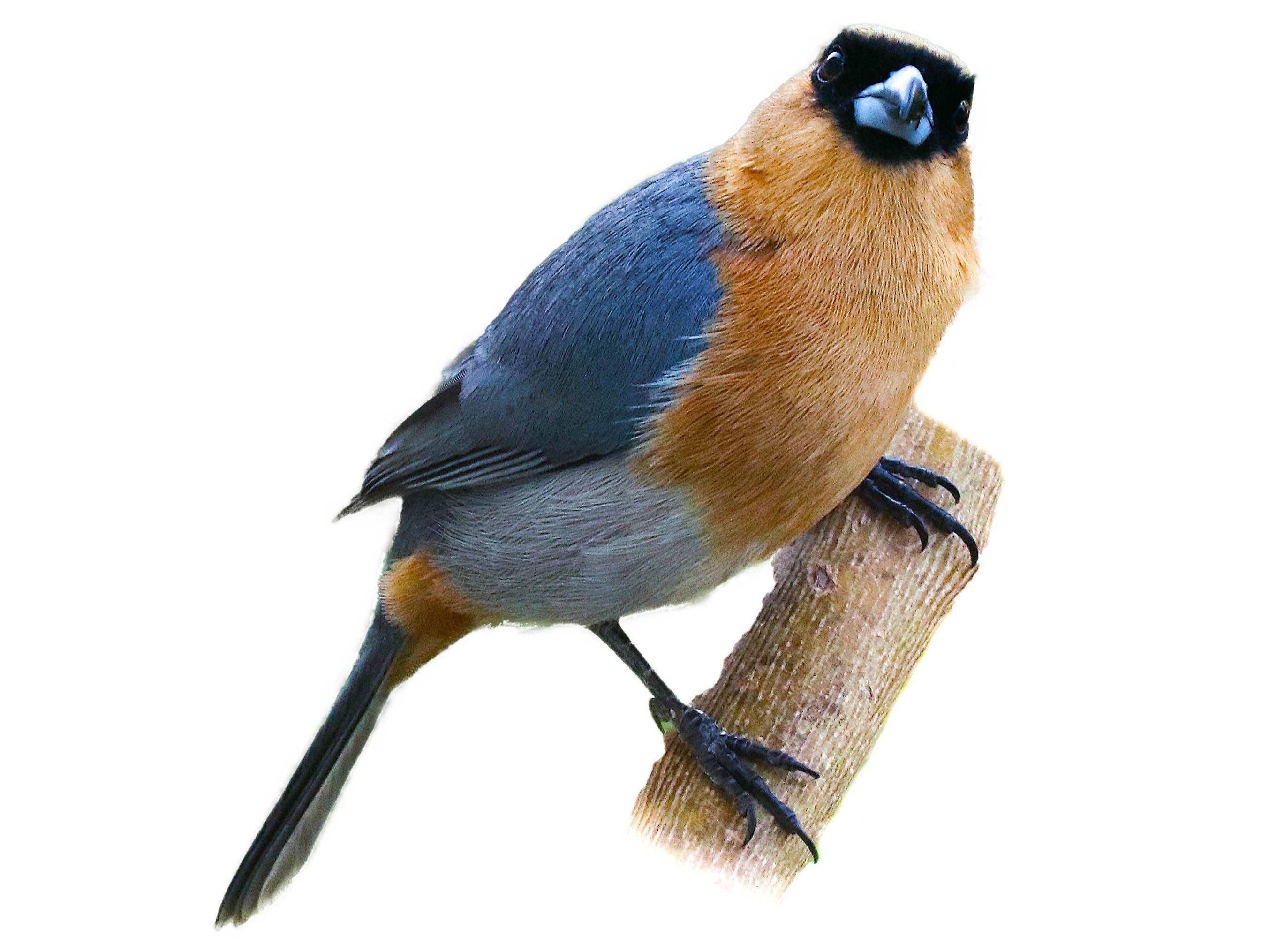 A photo of a Cinnamon Tanager (Schistochlamys ruficapillus)