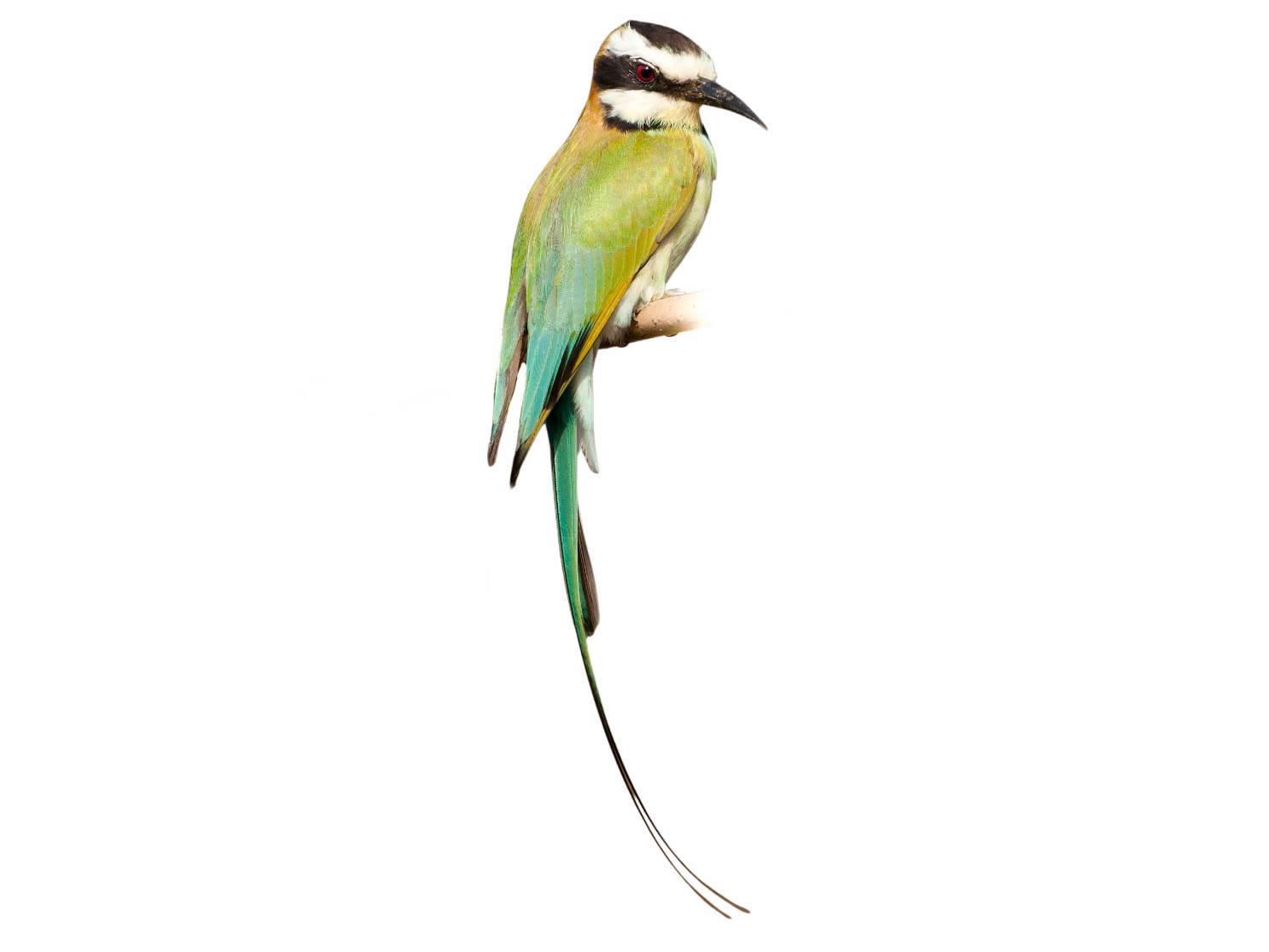 A photo of a White-throated Bee-eater (Merops albicollis)