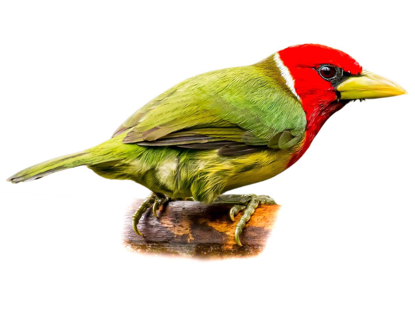 A photo of a Red-headed Barbet (Eubucco bourcierii), male