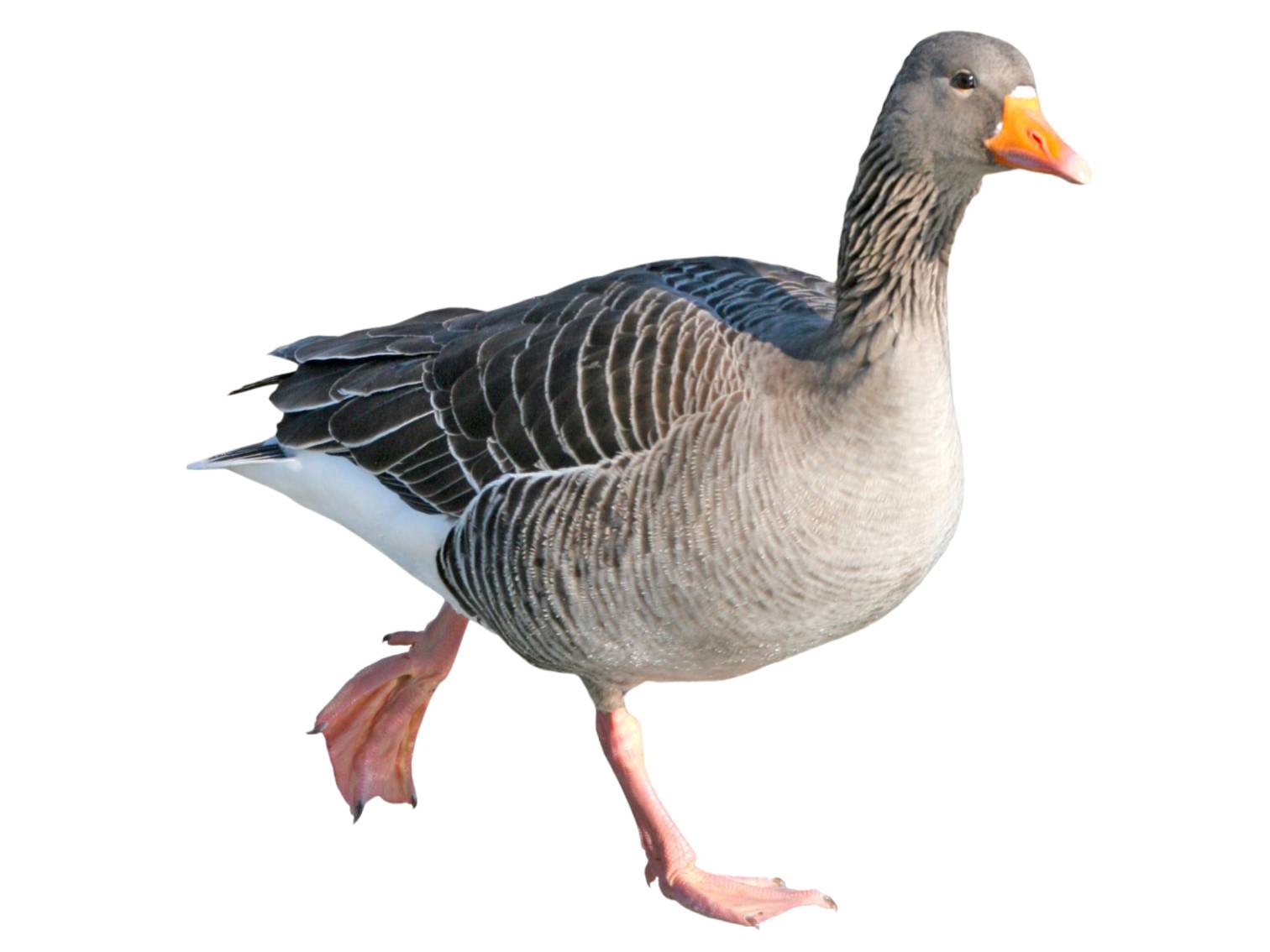 A photo of a Greylag Goose (Anser anser)