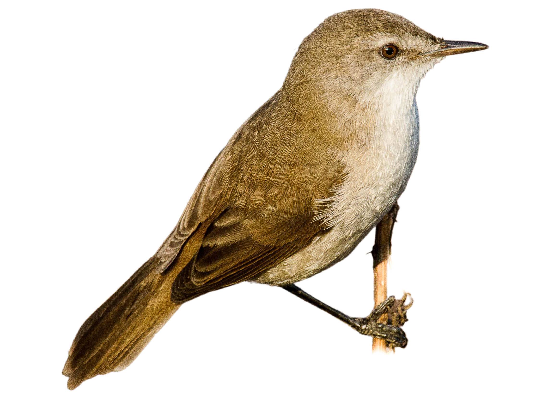 A photo of a African Reed Warbler (Acrocephalus baeticatus)