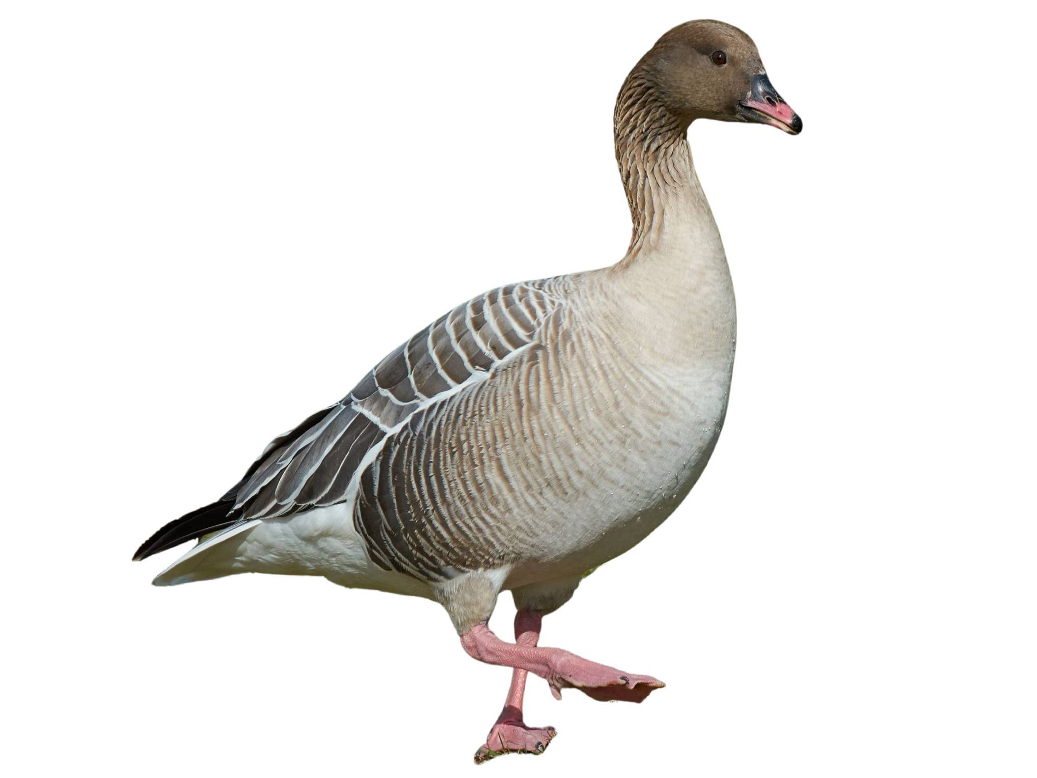 A photo of a Pink-footed Goose (Anser brachyrhynchus)