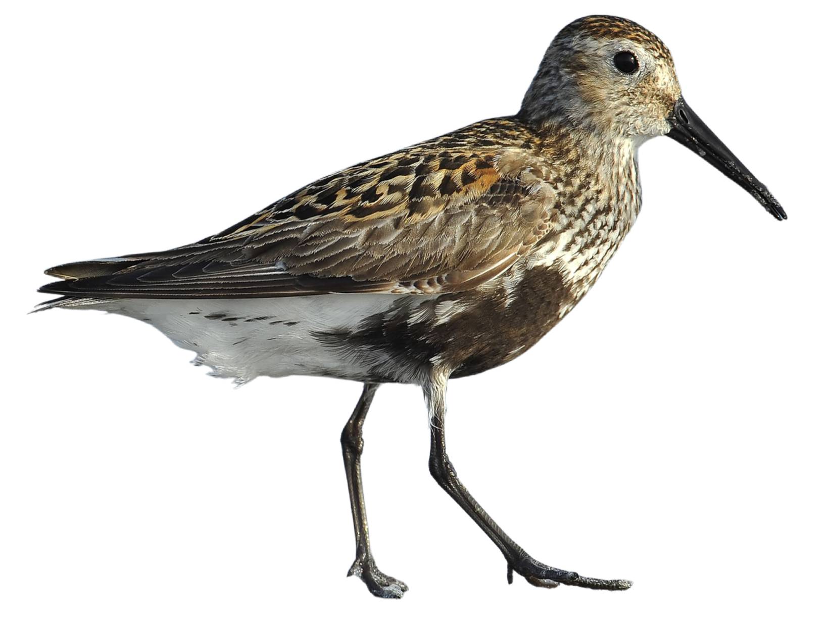 Dunlin (Calidris alpina) identification - Birda