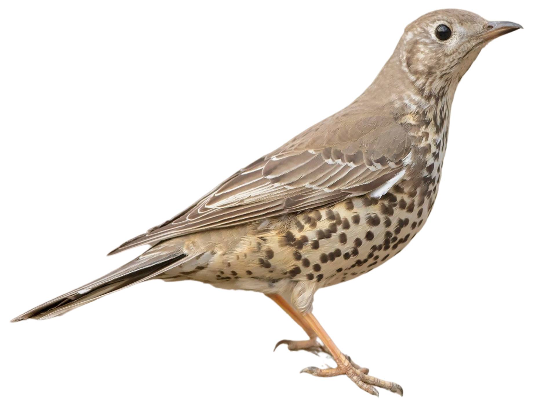 Song Thrush (Turdus philomelos) identification - Birda