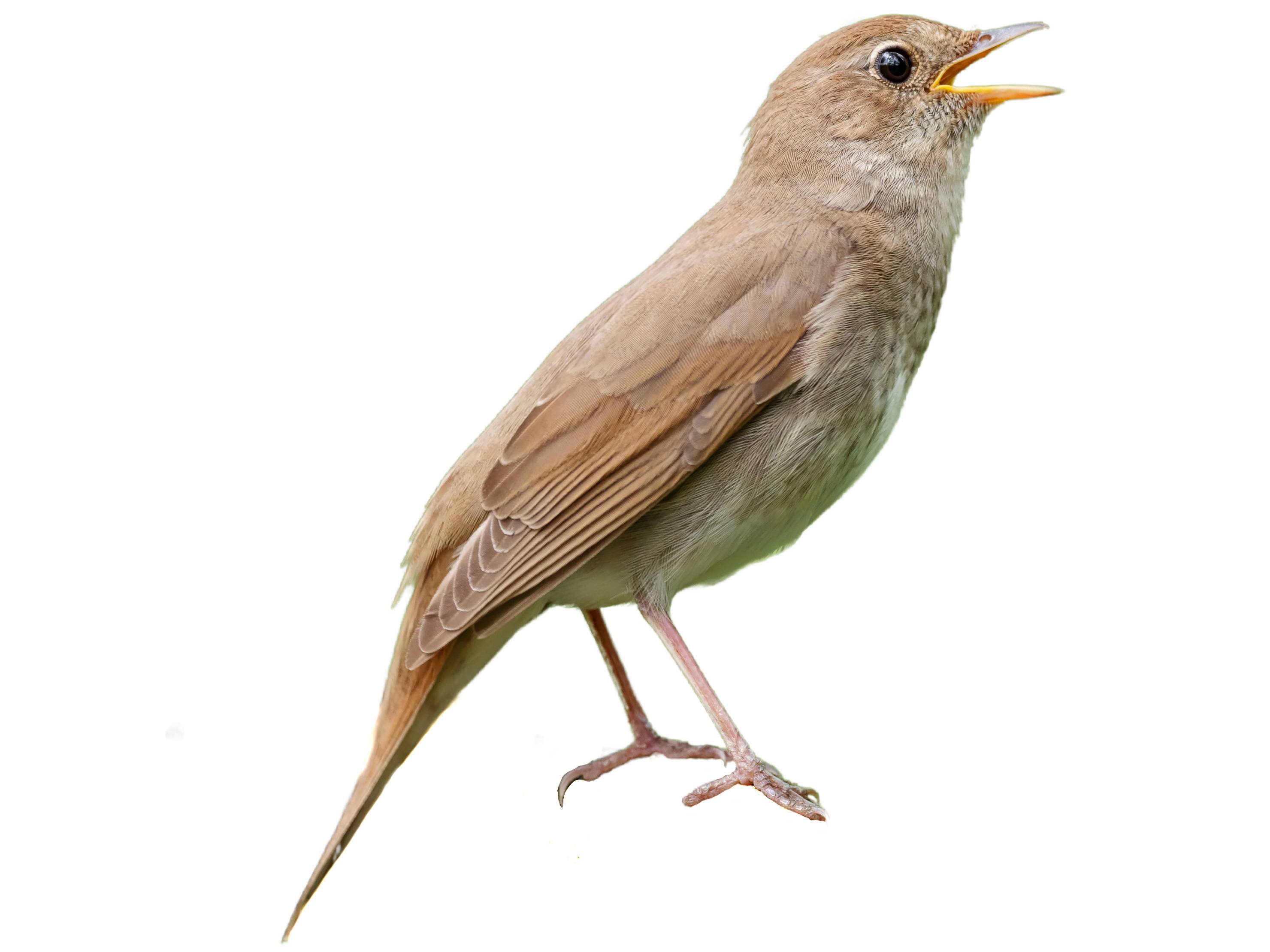 A photo of a Thrush Nightingale (Luscinia luscinia)