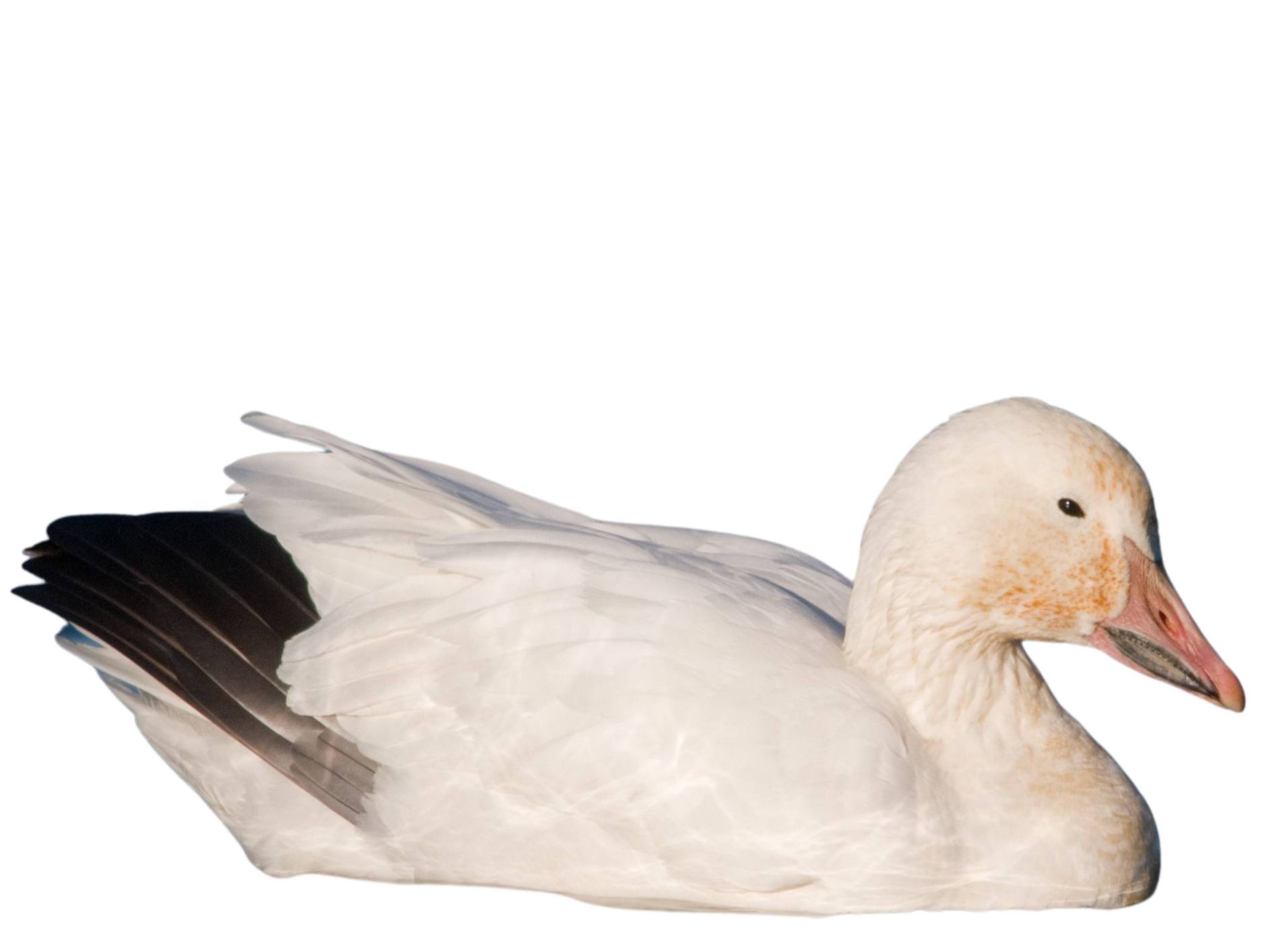 A photo of a Snow Goose (Anser caerulescens)