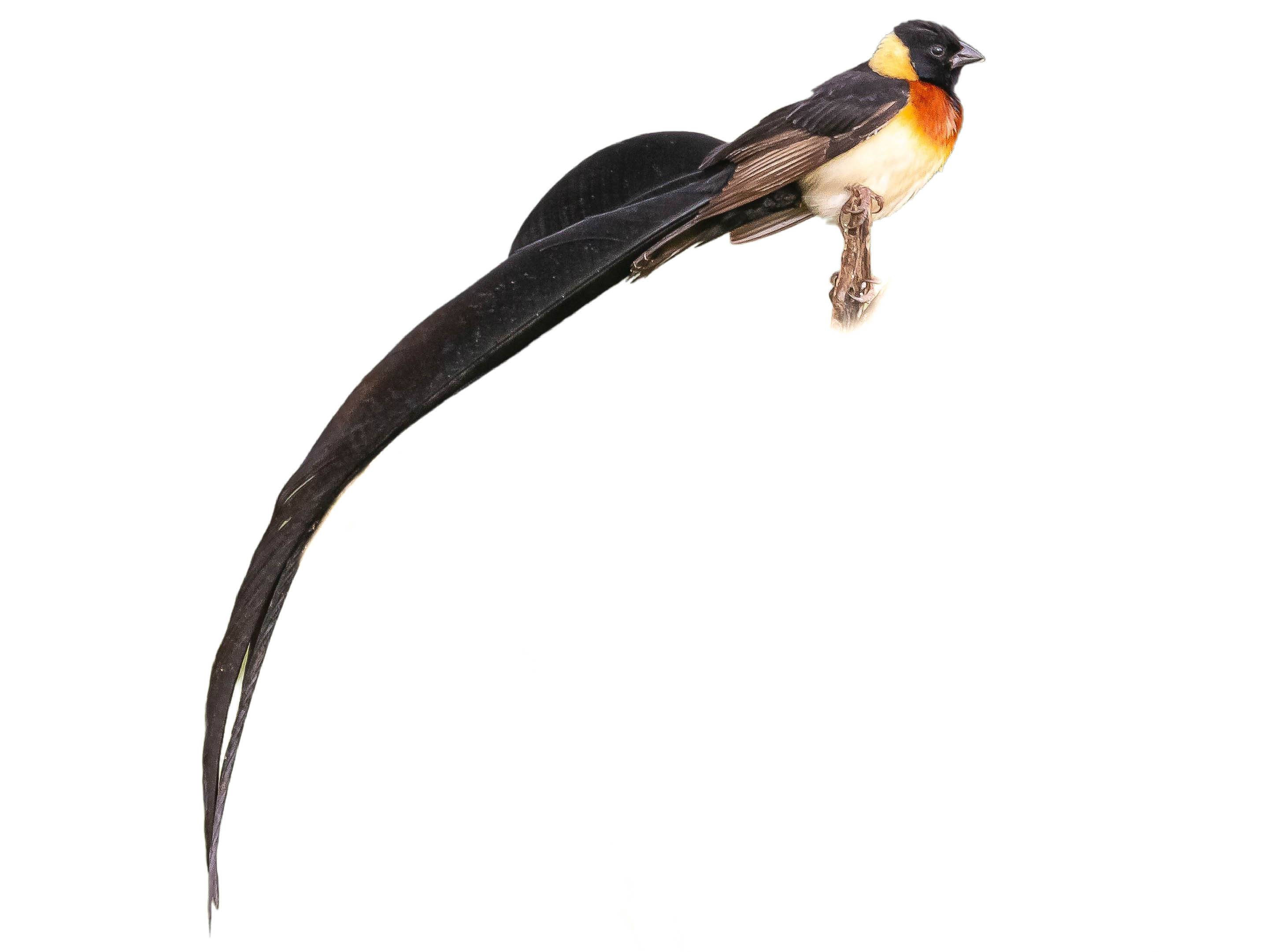 A photo of a Long-tailed Paradise Whydah (Vidua paradisaea), male