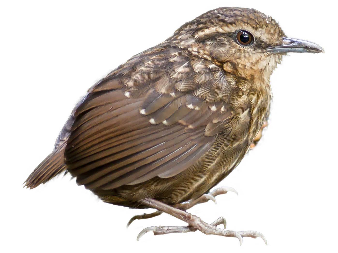 A photo of a Eyebrowed Wren-Babbler (Napothera epilepidota)