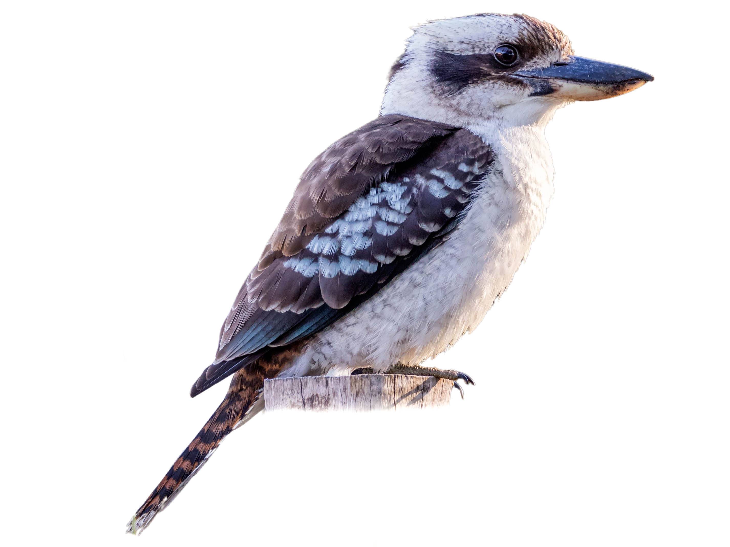 A photo of a Laughing Kookaburra (Dacelo novaeguineae)