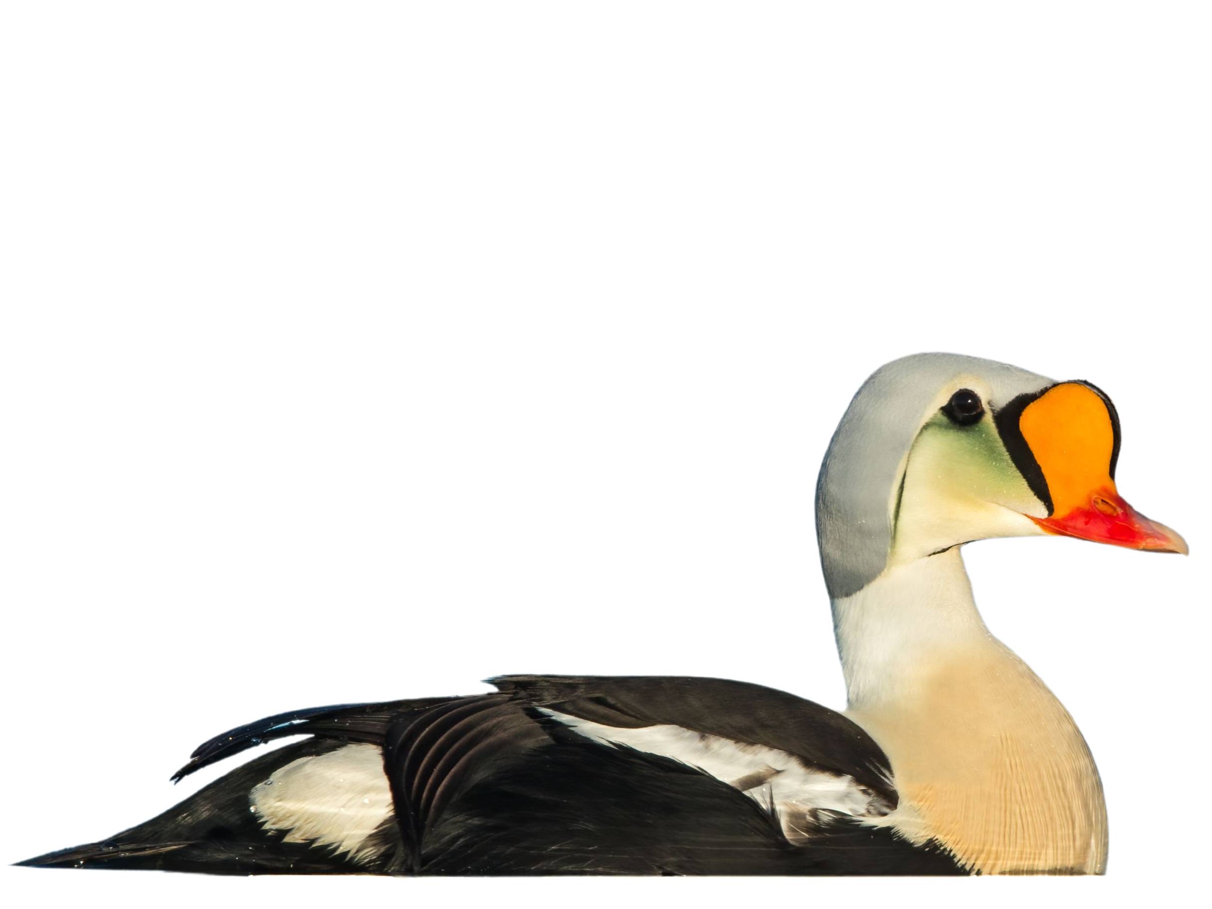 A photo of a King Eider (Somateria spectabilis), male