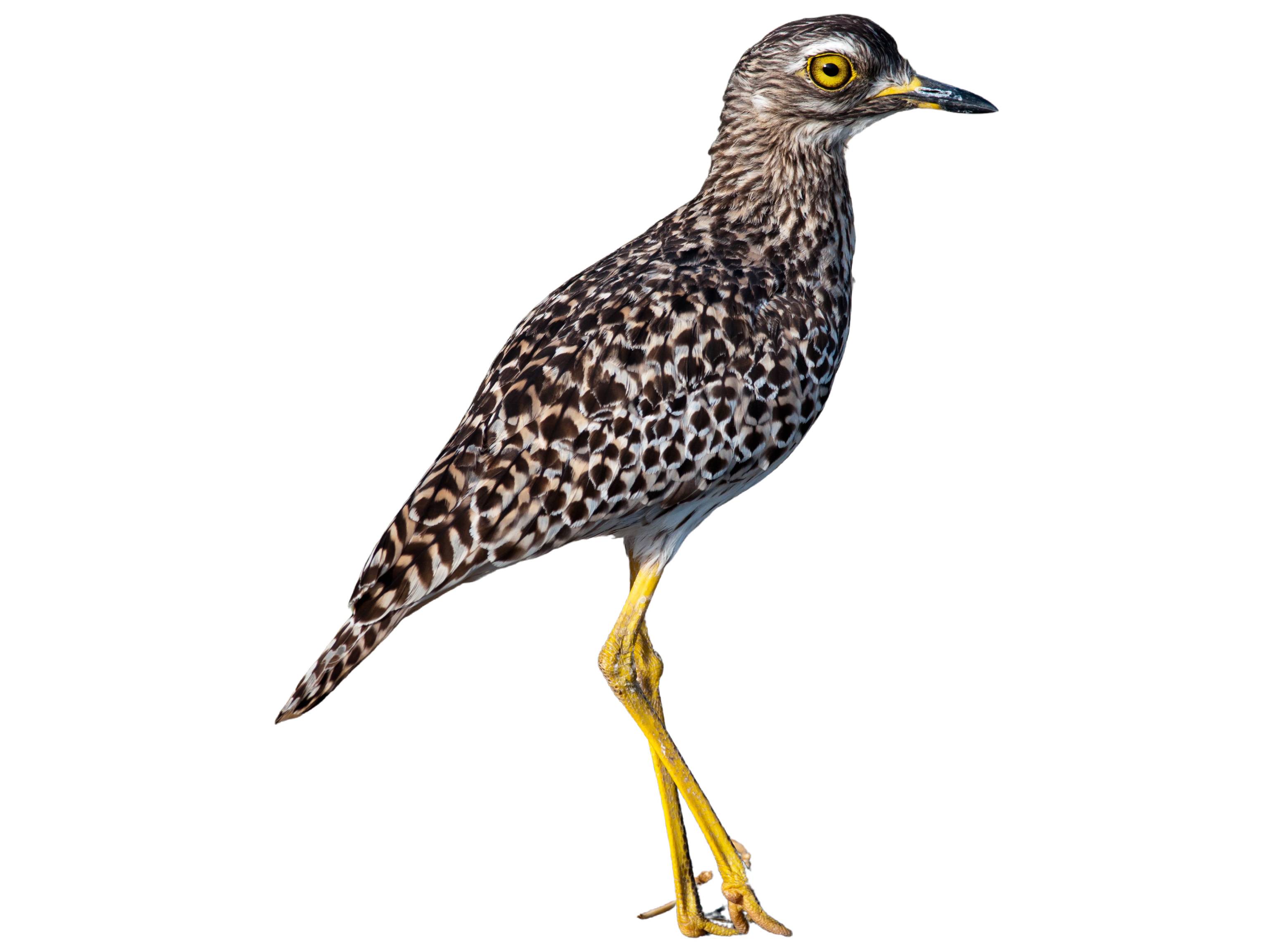 A photo of a Spotted Thick-knee (Burhinus capensis)