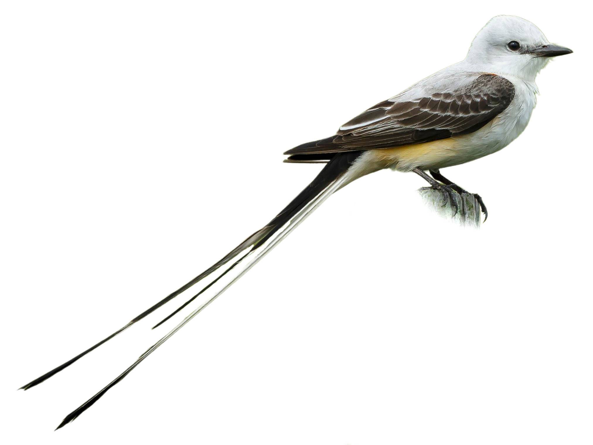 A photo of a Scissor-tailed Flycatcher (Tyrannus forficatus)