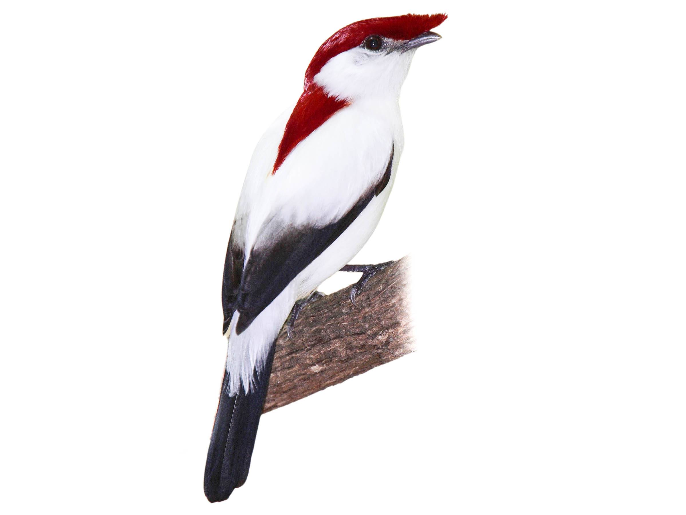 A photo of a Araripe Manakin (Antilophia bokermanni), male