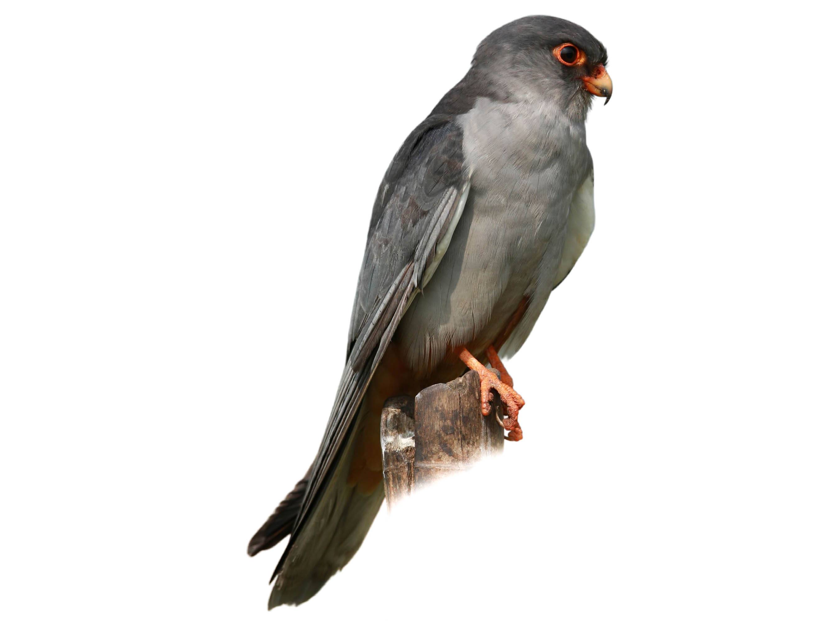 A photo of a Amur Falcon (Falco amurensis), male