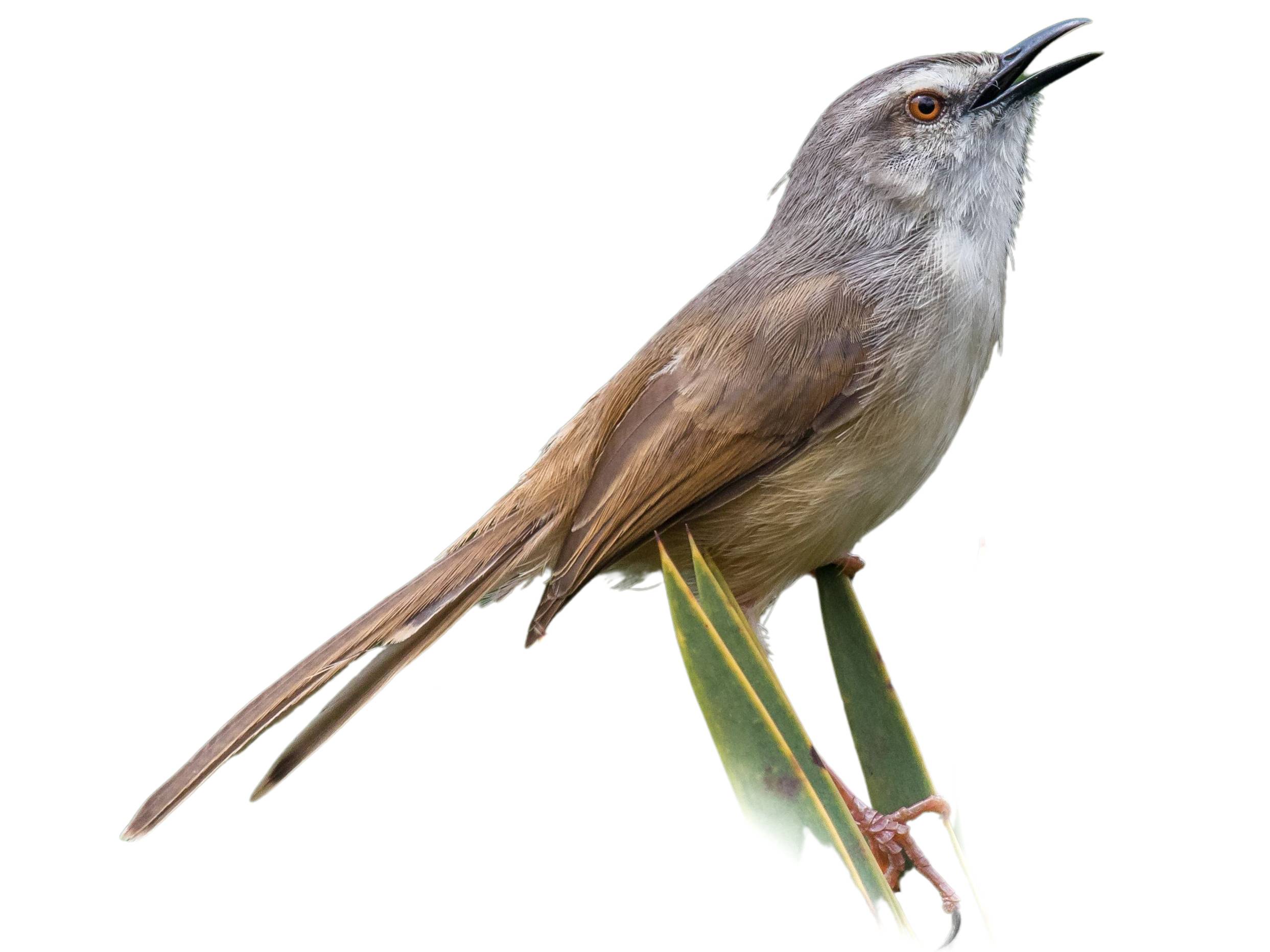 A photo of a Tawny-flanked Prinia (Prinia subflava)