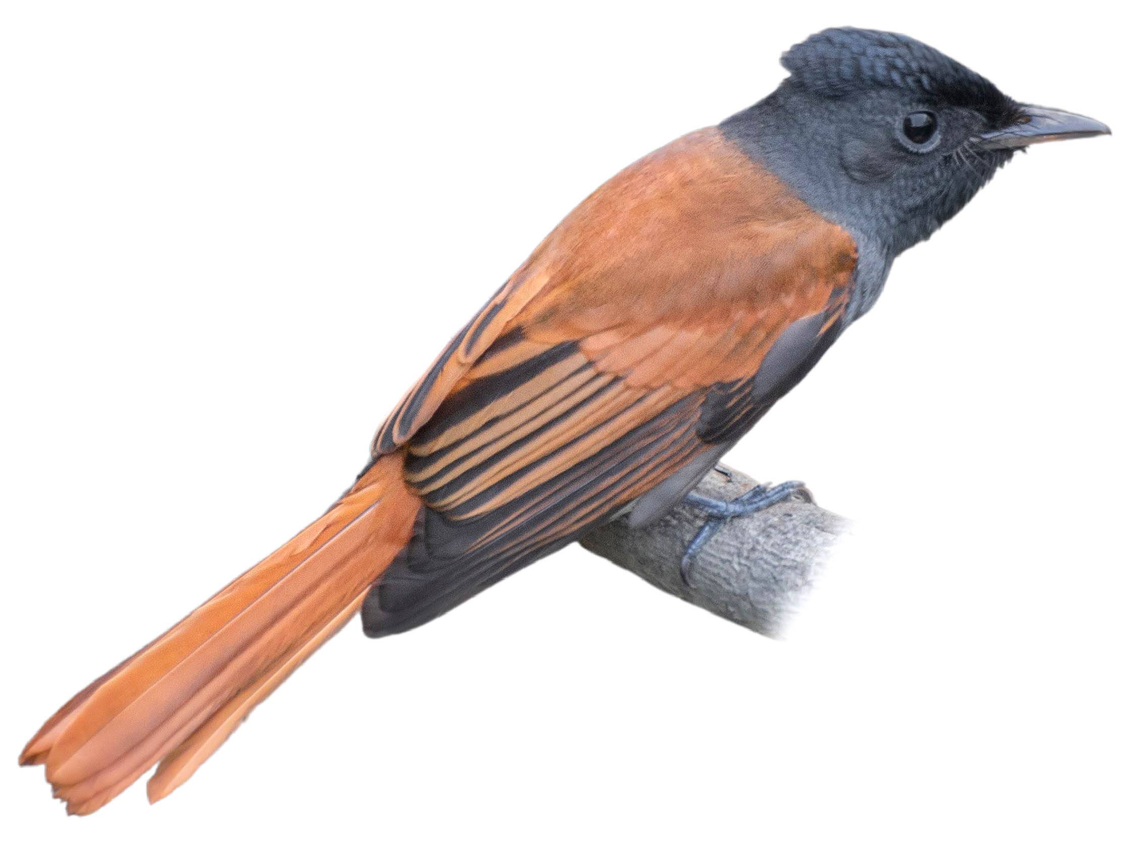 A photo of a Blyth's Paradise Flycatcher (Terpsiphone affinis), female