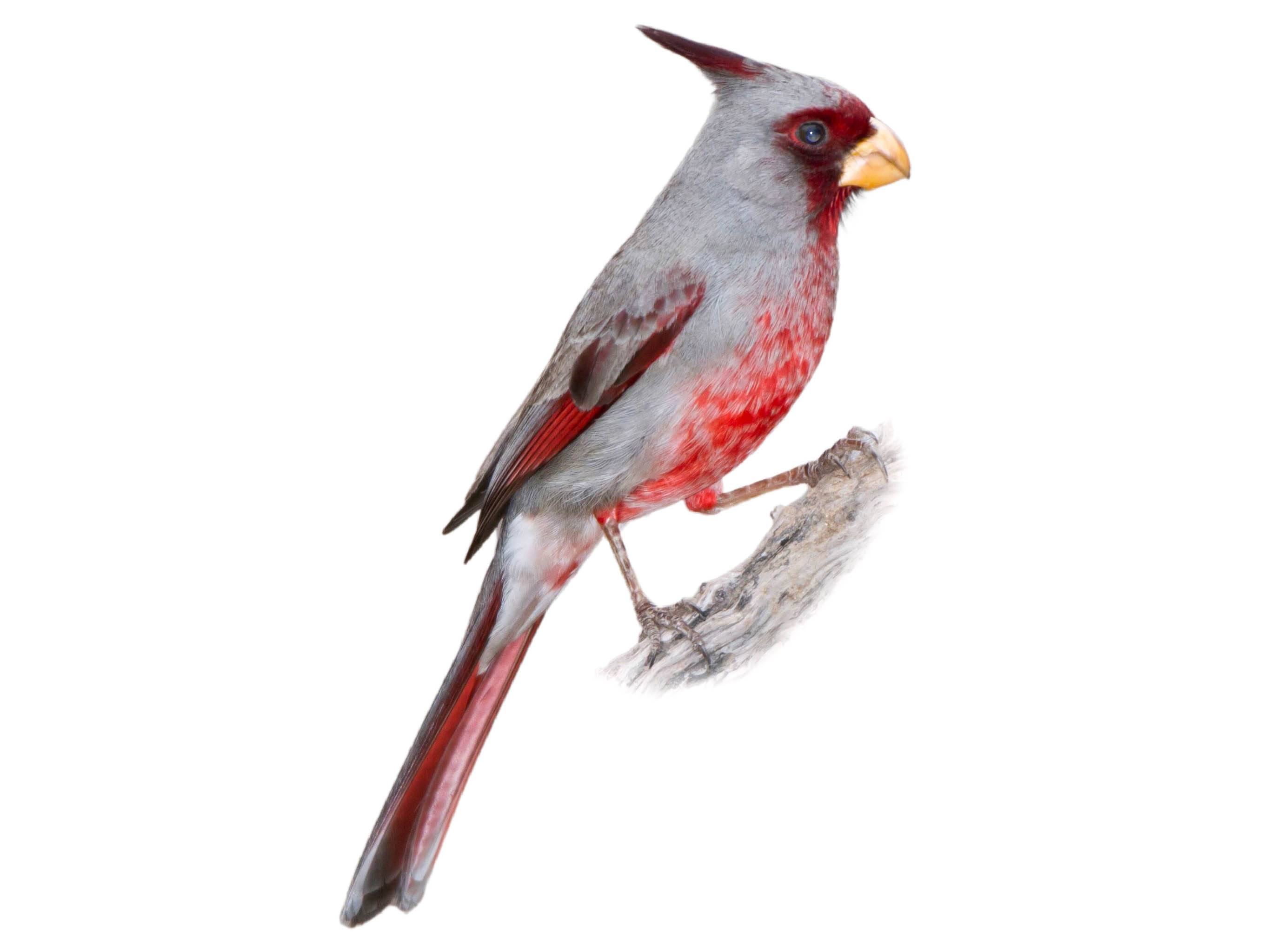 A photo of a Pyrrhuloxia (Cardinalis sinuatus), male