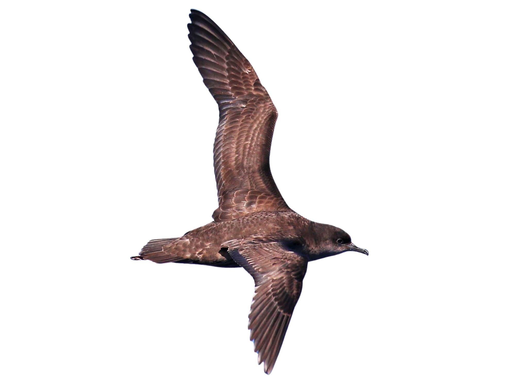 A photo of a Short-tailed Shearwater (Ardenna tenuirostris)