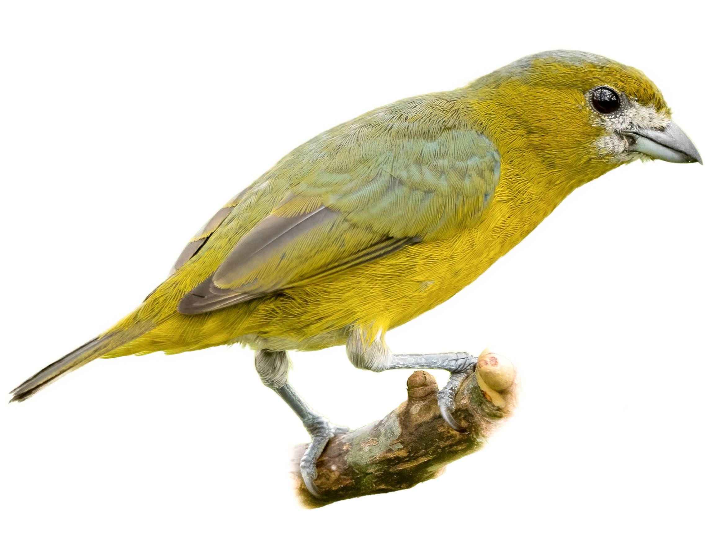 A photo of a White-lored Euphonia (Euphonia chrysopasta), male