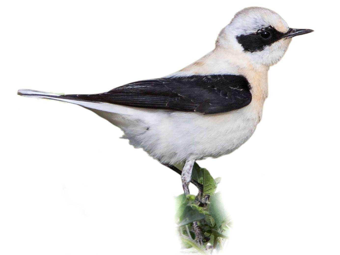 A photo of a Eastern Black-eared Wheatear (Oenanthe melanoleuca), male