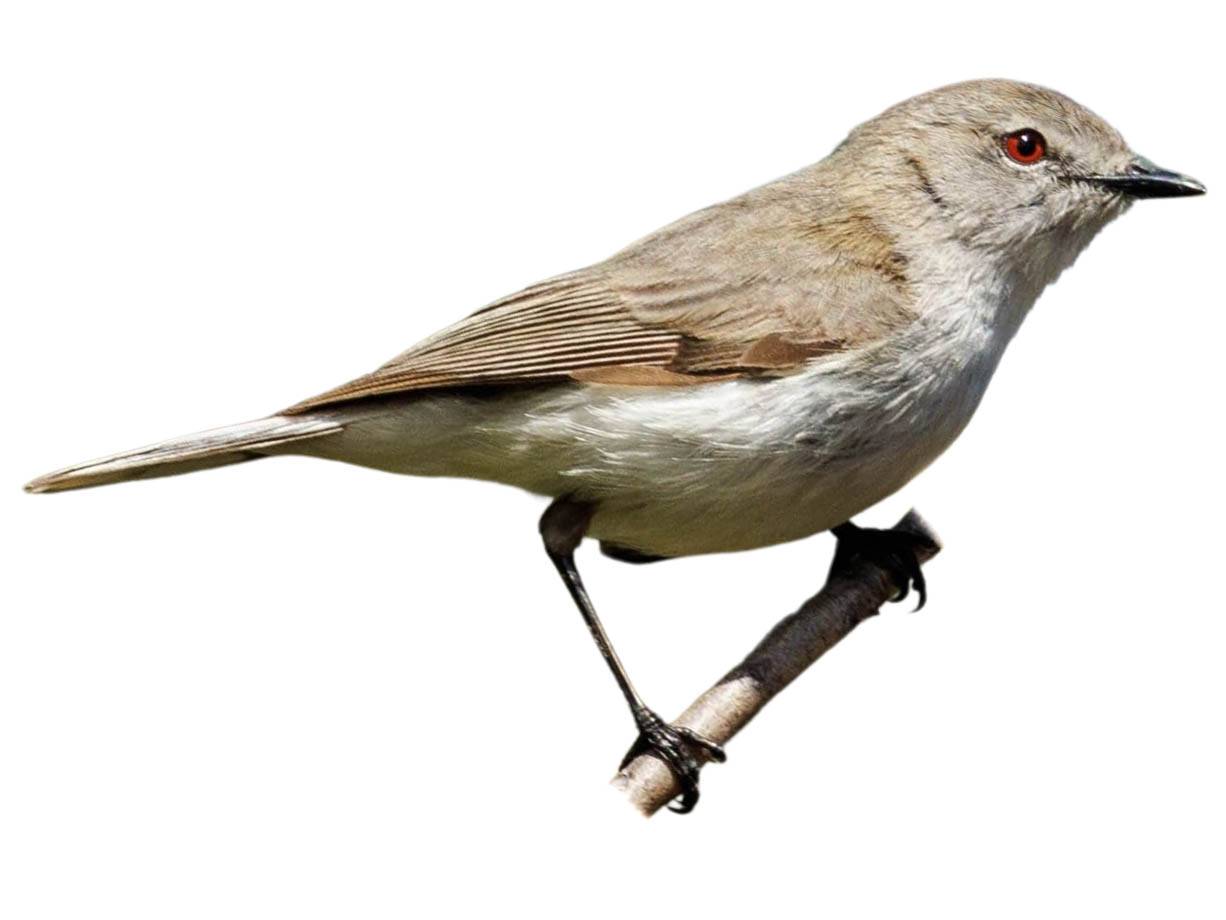 A photo of a Western Gerygone (Gerygone fusca)