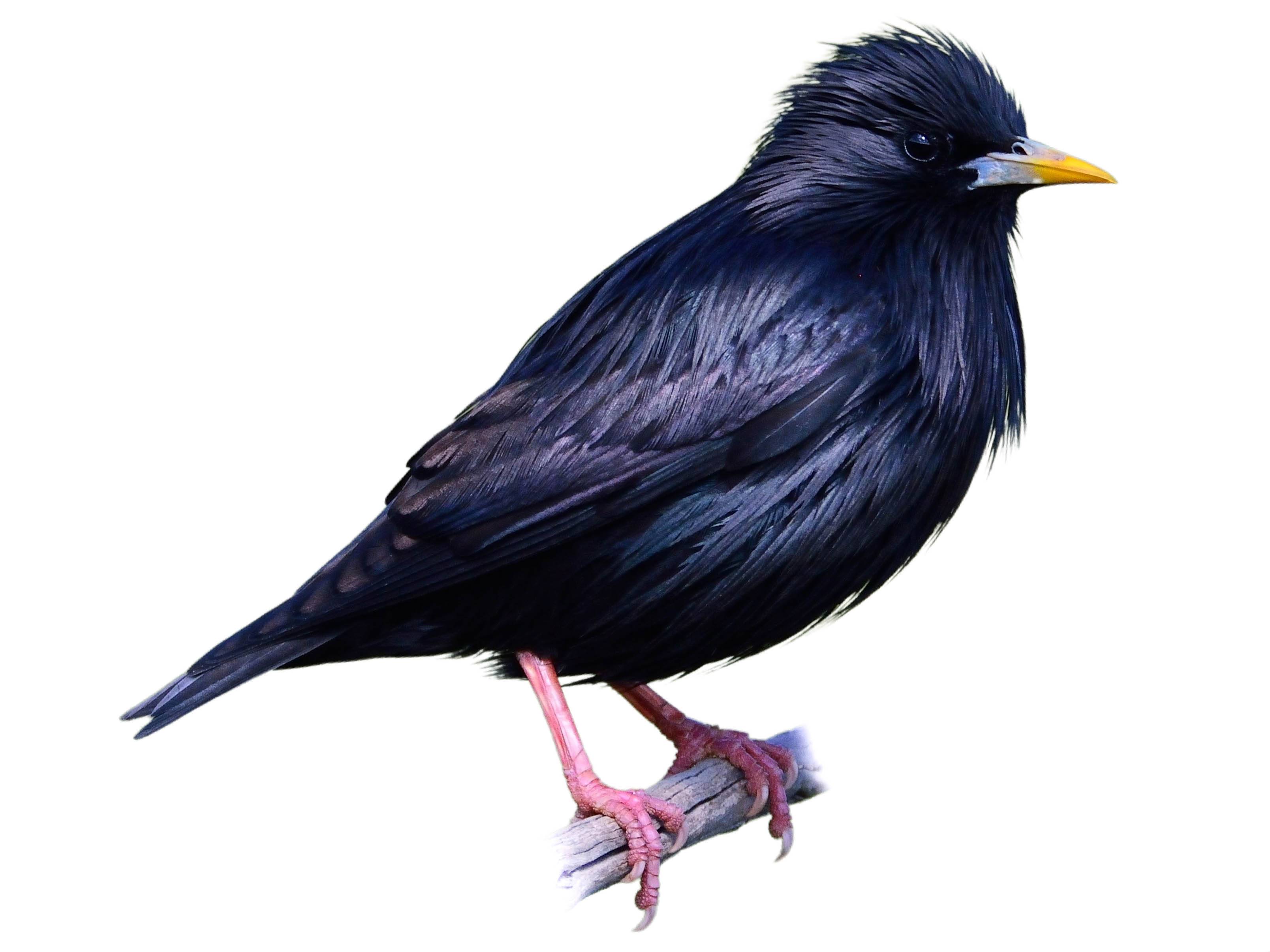 A photo of a Spotless Starling (Sturnus unicolor)