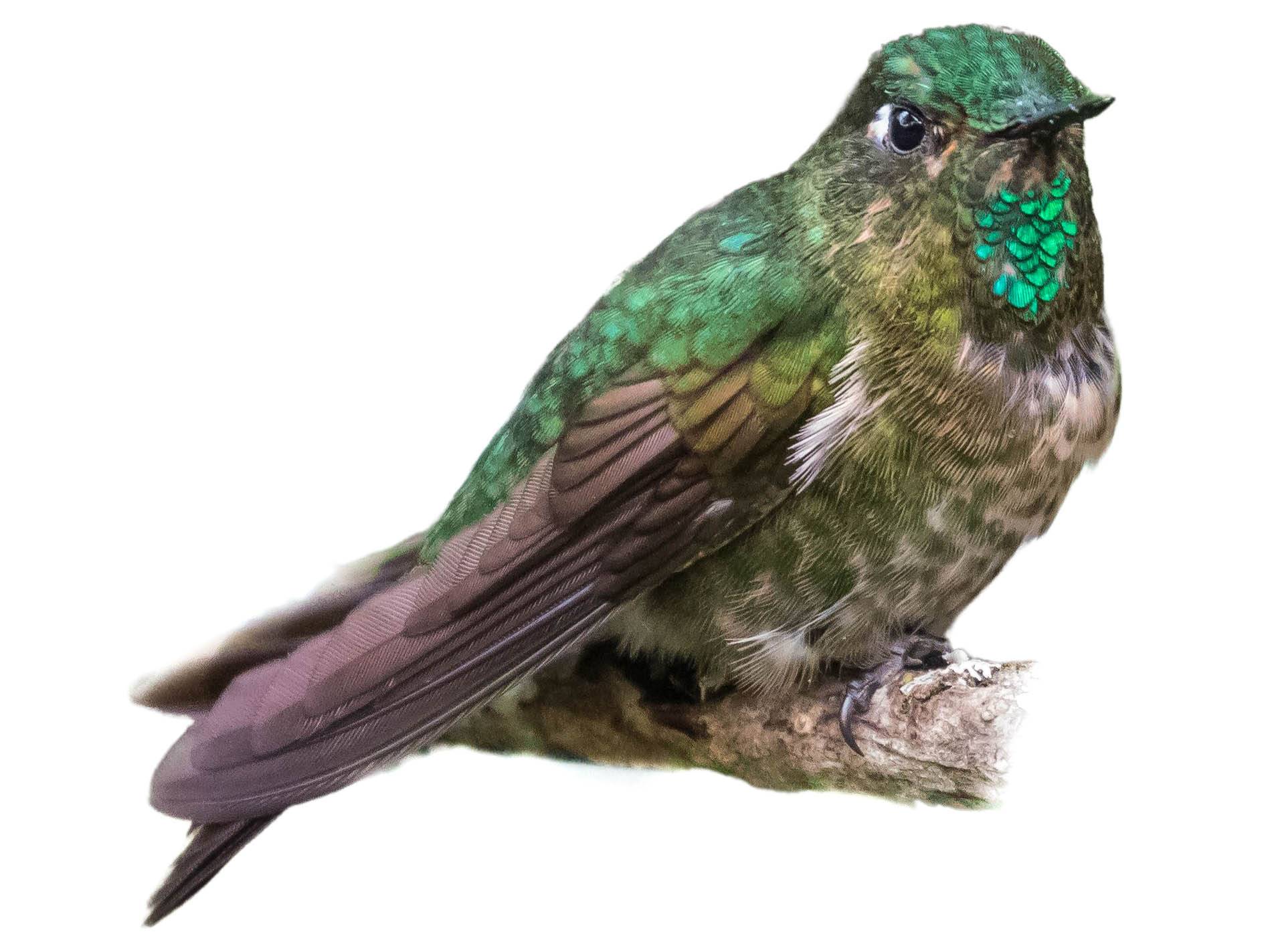 A photo of a Tyrian Metaltail (Metallura tyrianthina), male