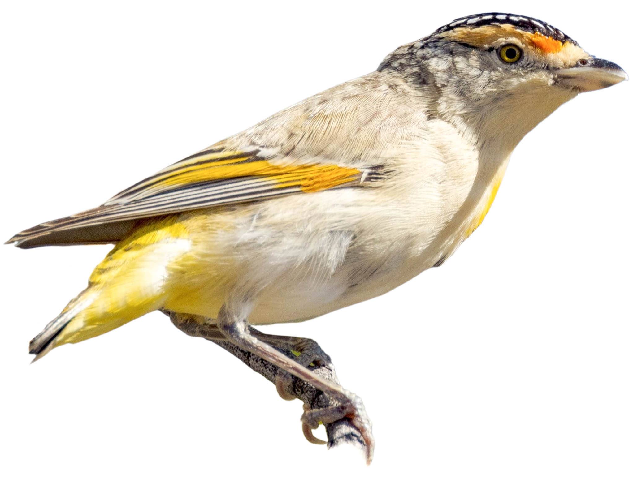 A photo of a Red-browed Pardalote (Pardalotus rubricatus)