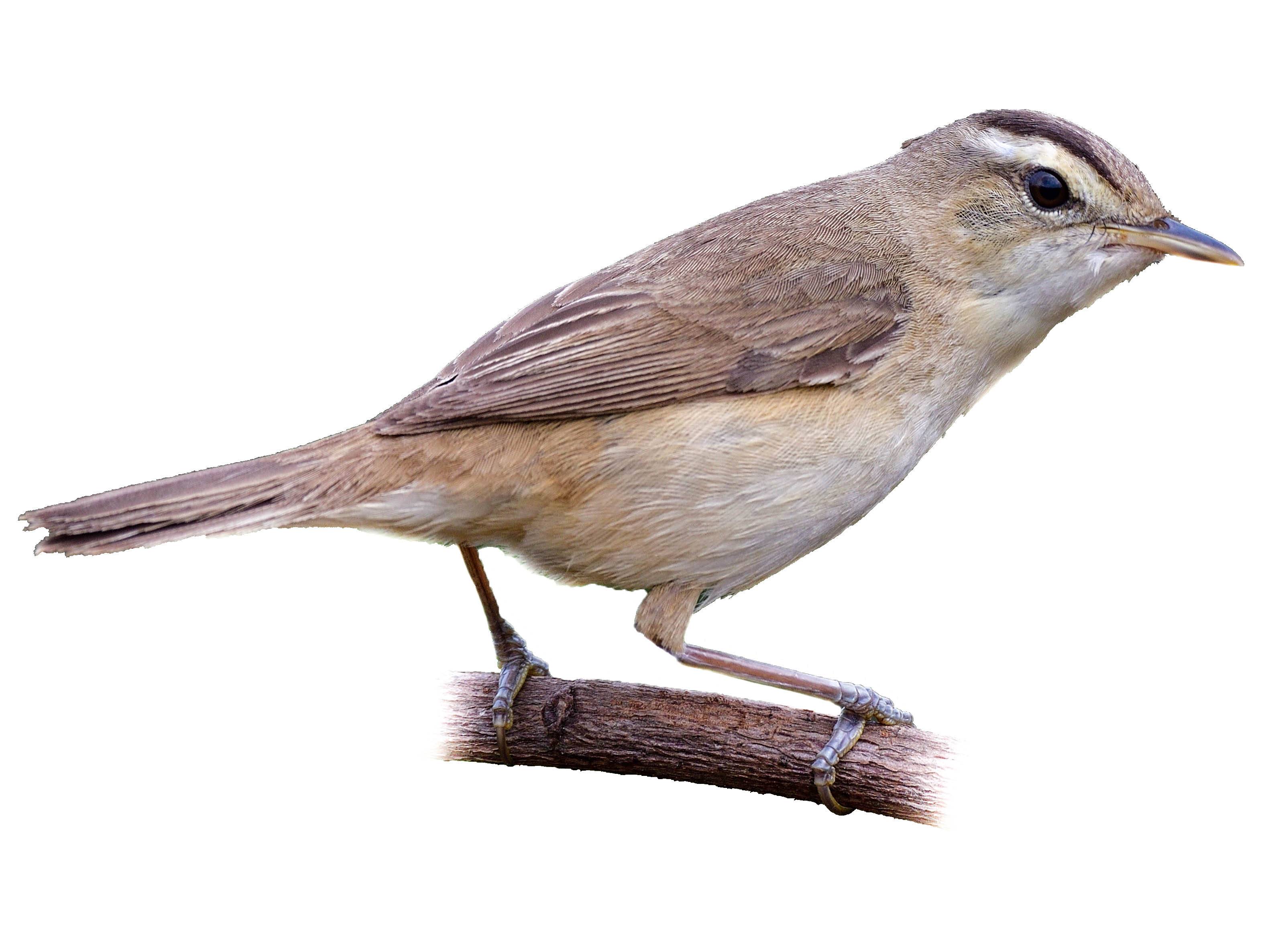 Black-browed Reed Warbler (Acrocephalus bistrigiceps
