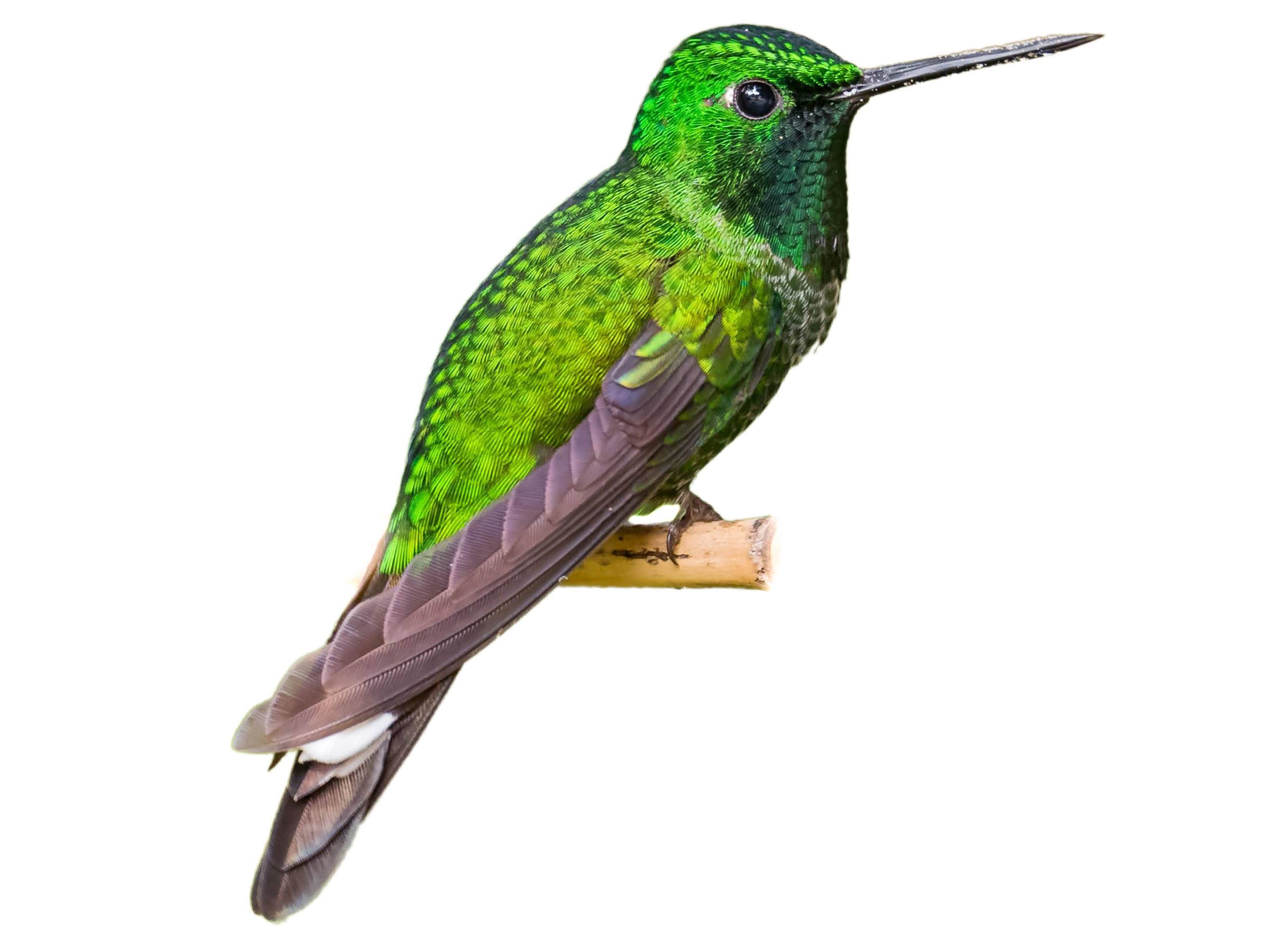 A photo of a Rufous-vented Whitetip (Urosticte ruficrissa), male