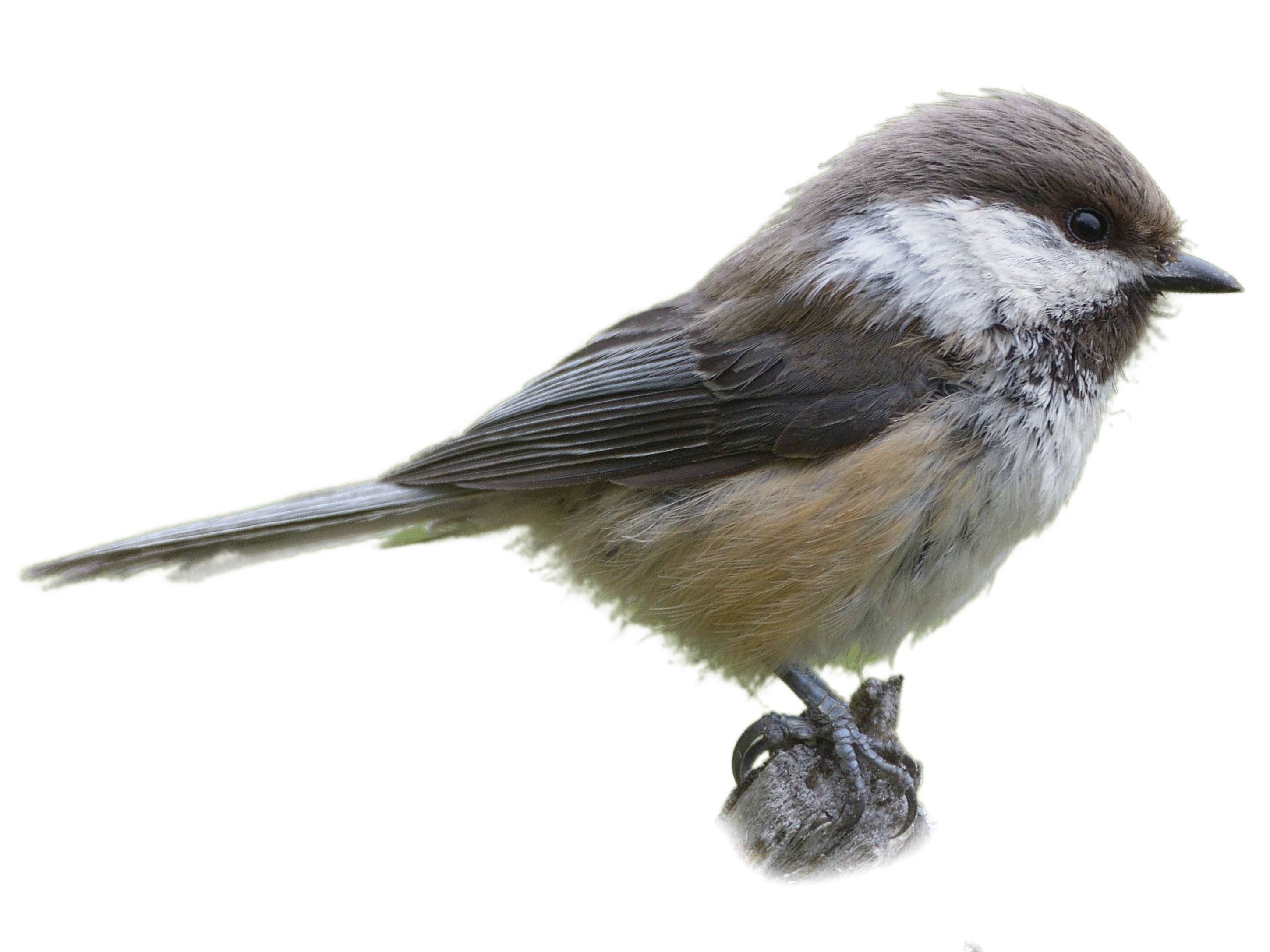 A photo of a Grey-headed Chickadee (Poecile cinctus)