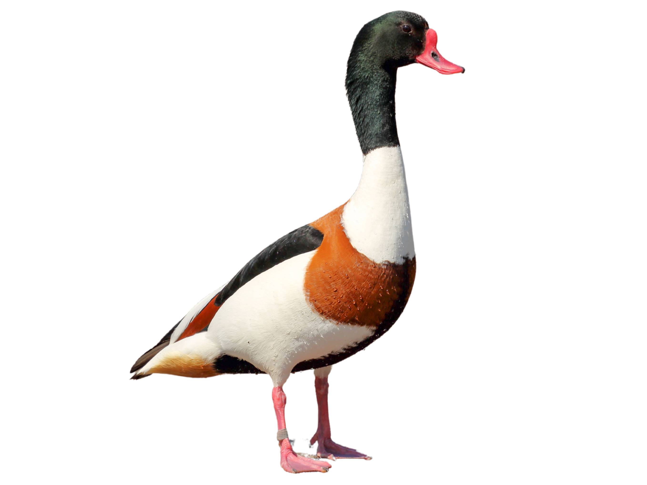 A photo of a Common Shelduck (Tadorna tadorna), male