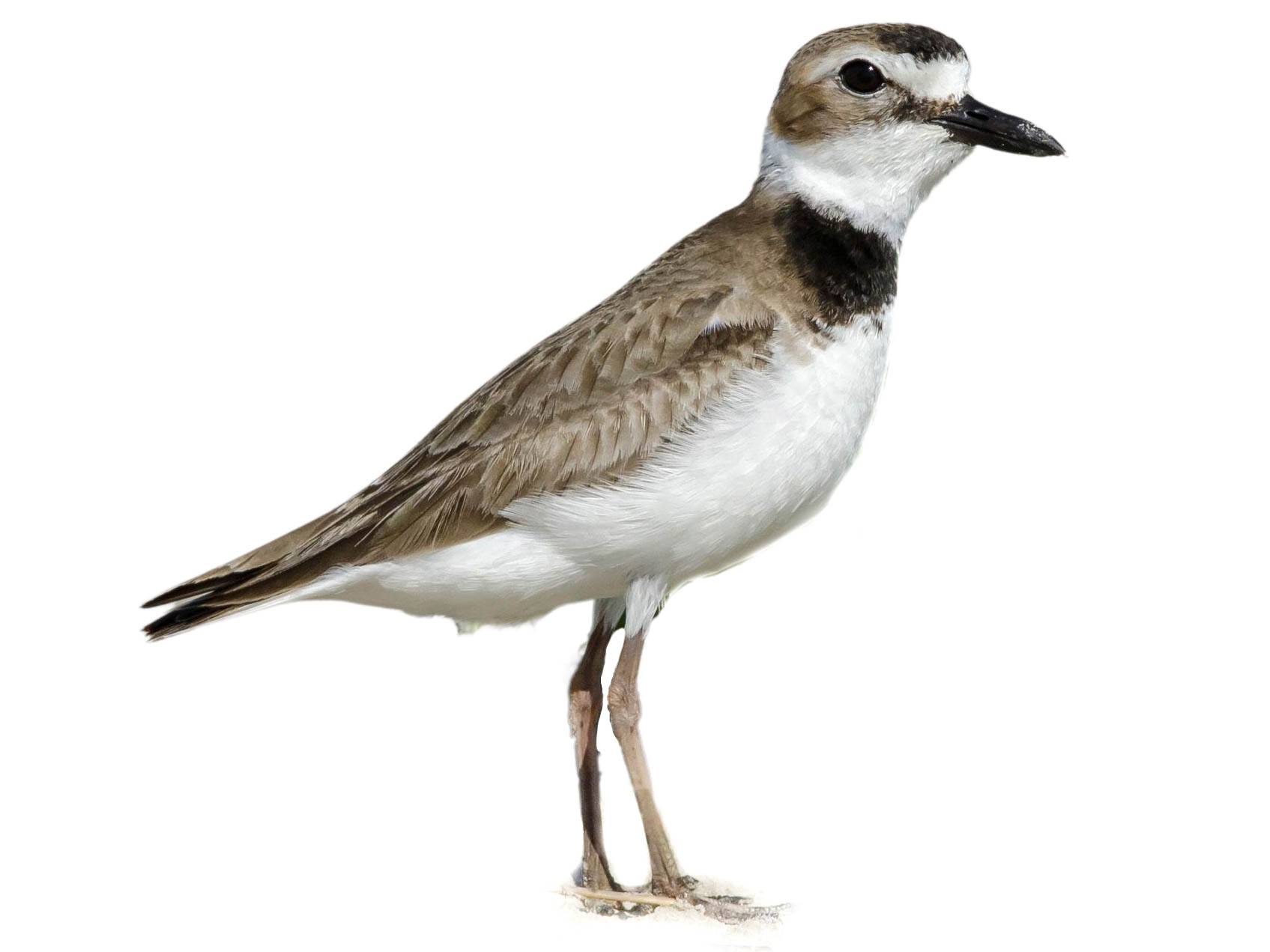 A photo of a Wilson's Plover (Charadrius wilsonia)